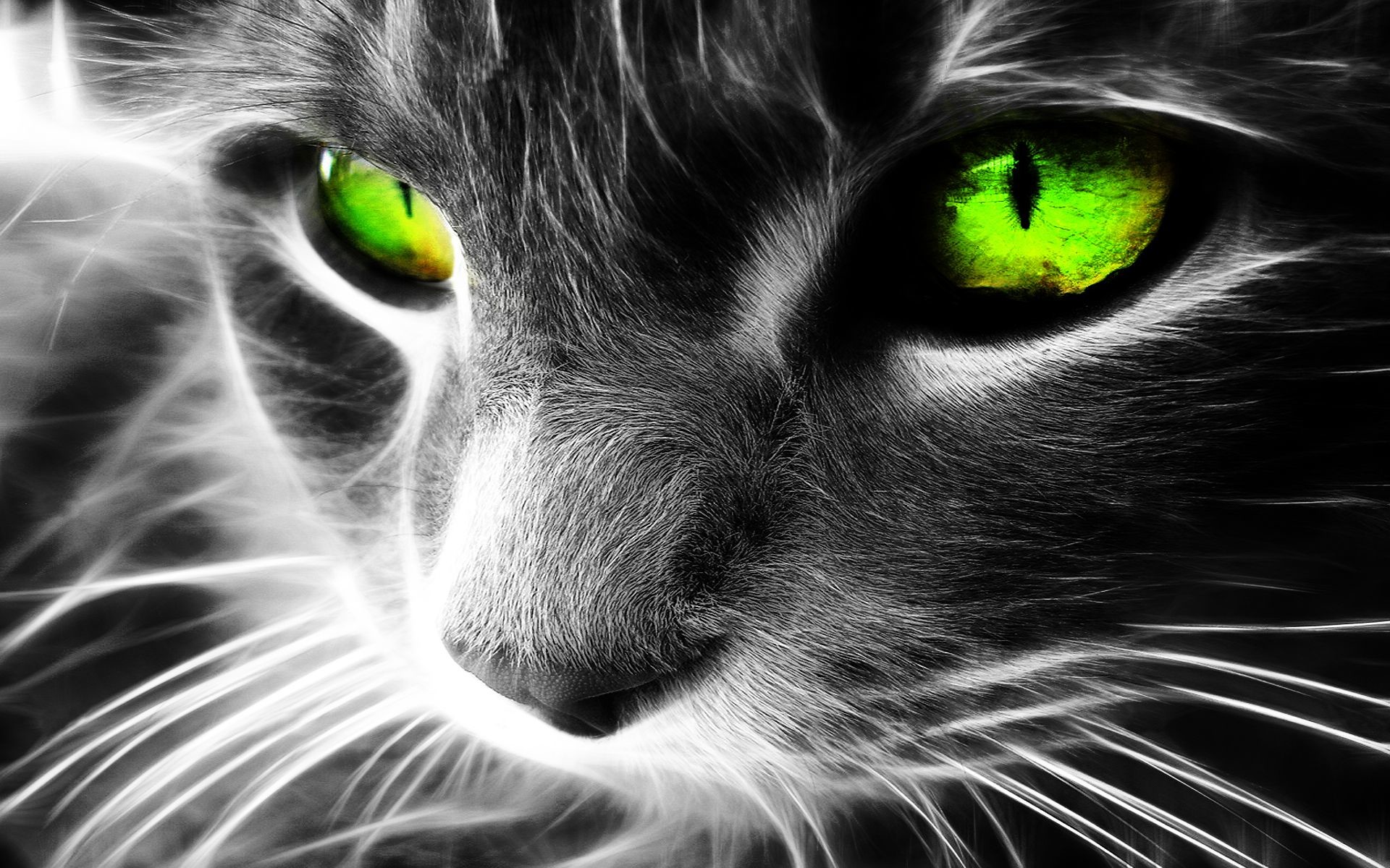 1920x1200 Black Cats With Green Eyes