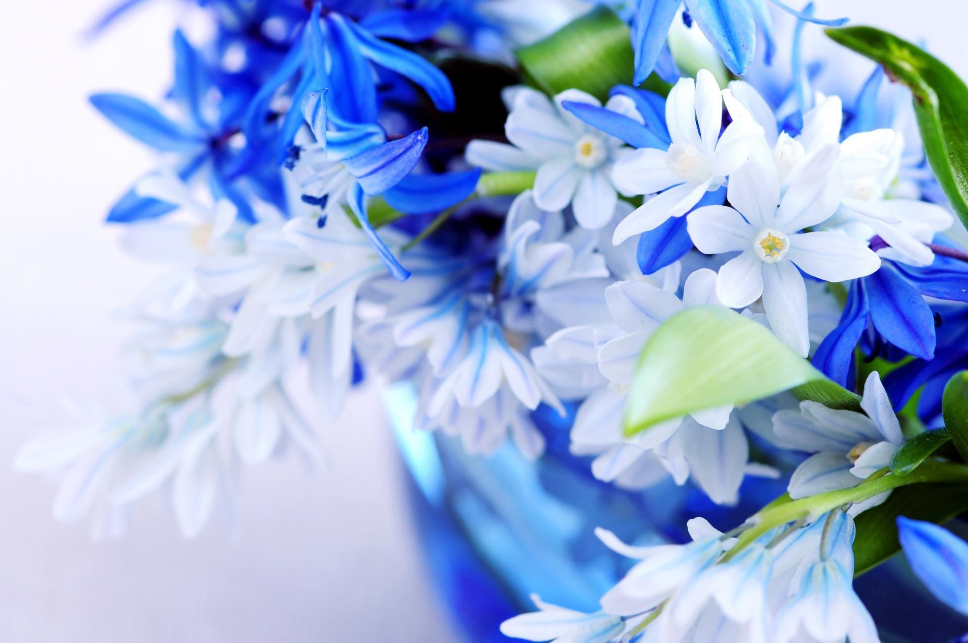 1920x1275 Spring White Blue Flowers HD