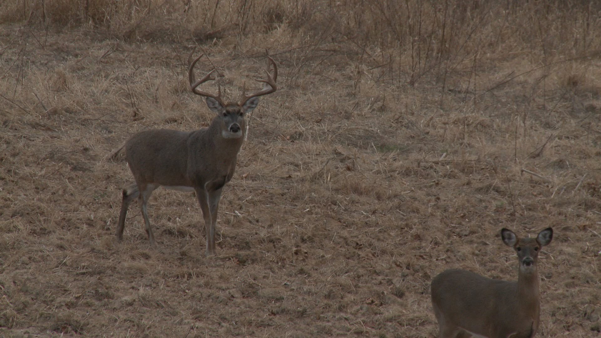 1920x1080 15-Yard Files: Aggressive Deer Calling Pulls 190-Inch Buck into Bow Range -  YouTube