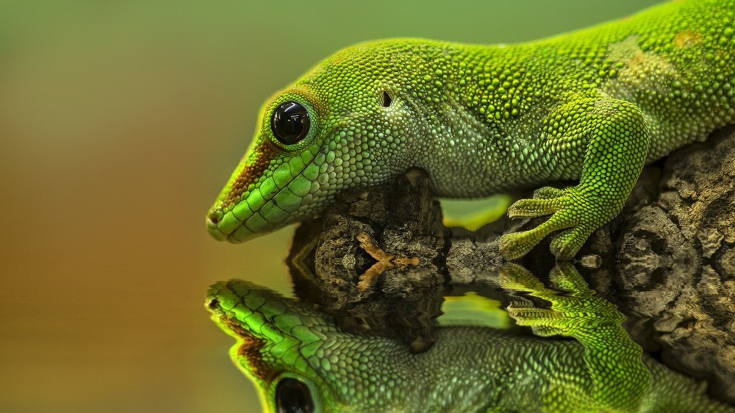 Premium Photo  Close up of a reptile on a tree branch set against a  stunning hd natural background wallpaper