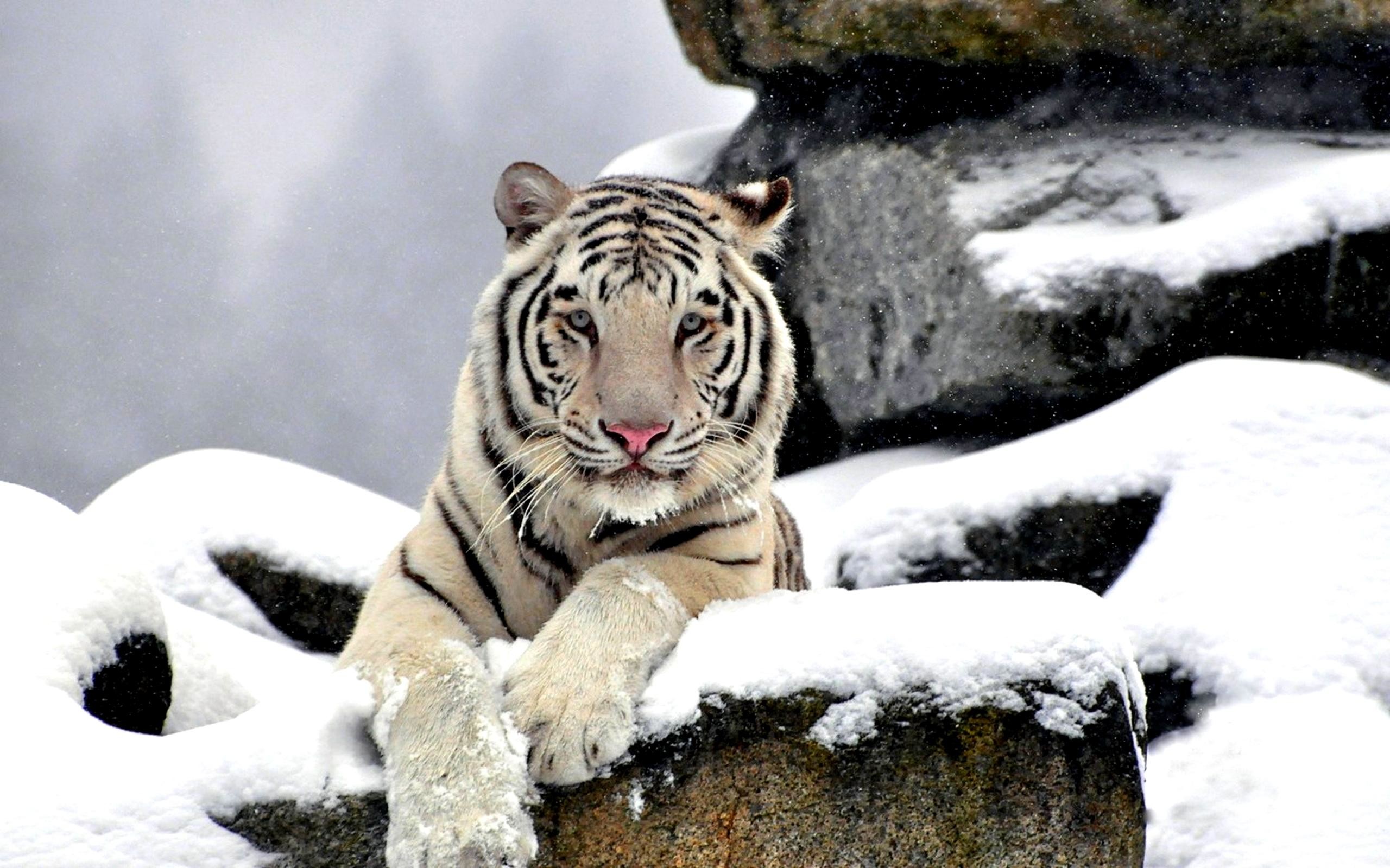 2560x1600 White Tiger Wallpapers ...