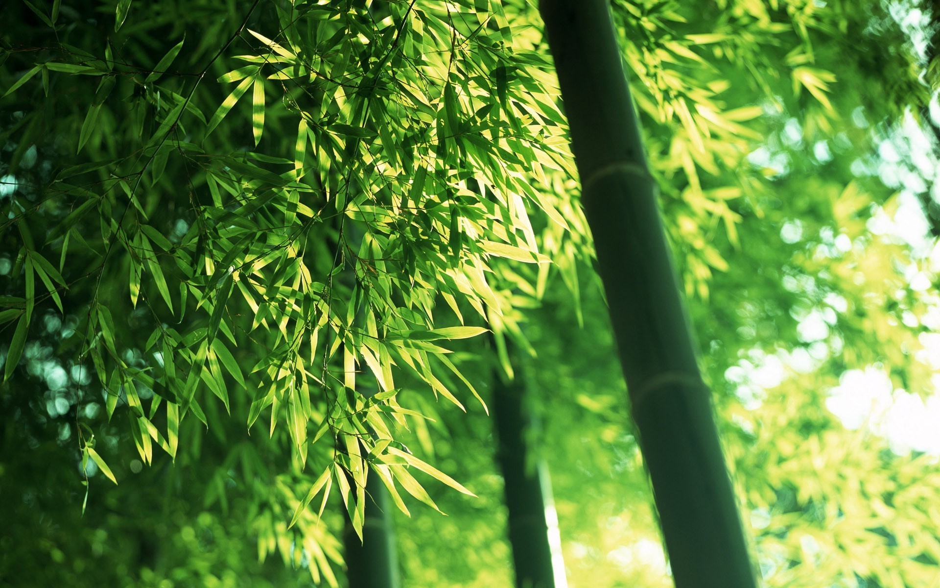 1920x1200 Bamboo Wallpaper Plants Nature Wallpapers) – Wallpapers For Desktop