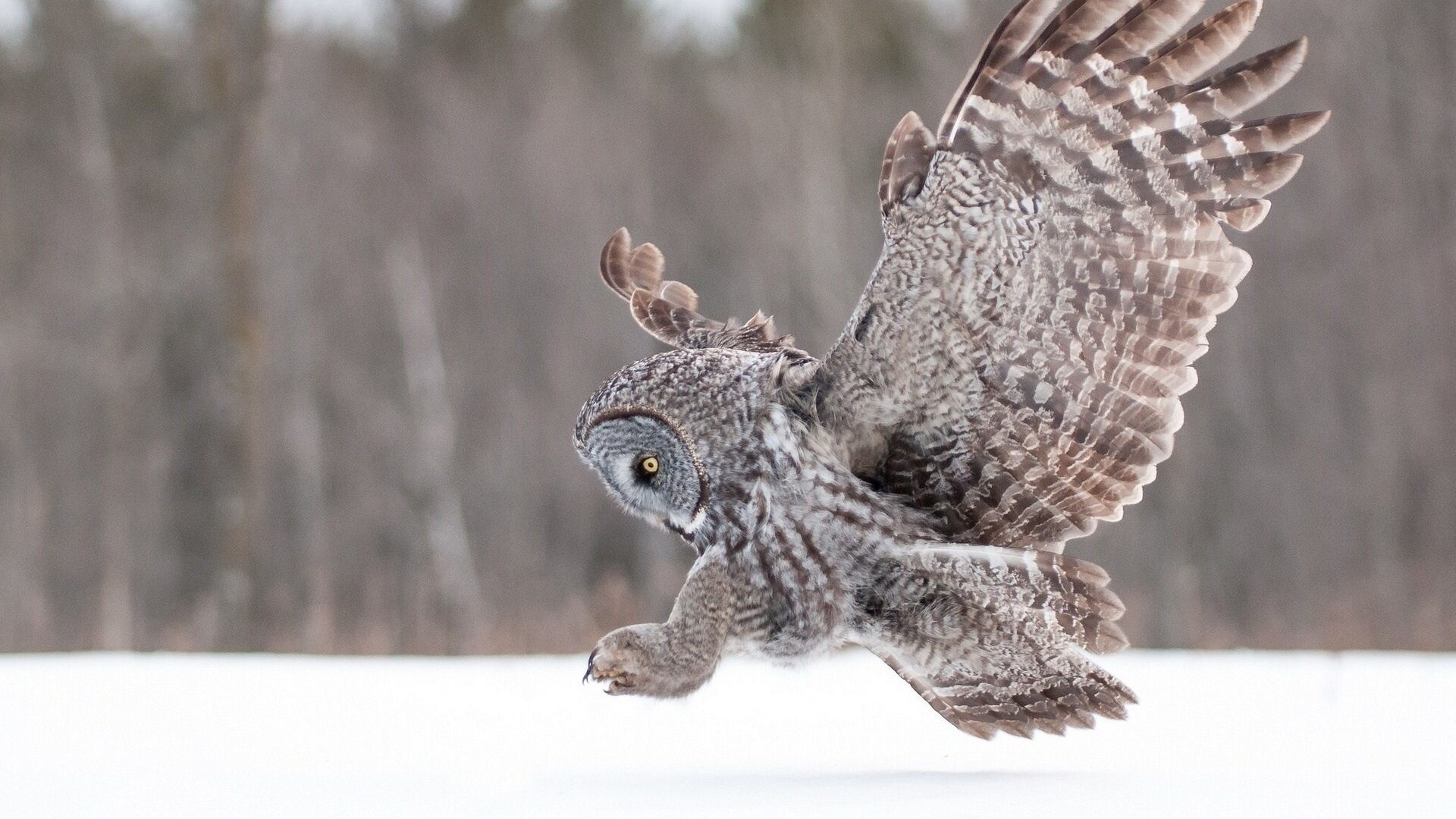 1920x1080 49 White Winter Owl Wallpapers, HD White Winter Owl Wallpapers .