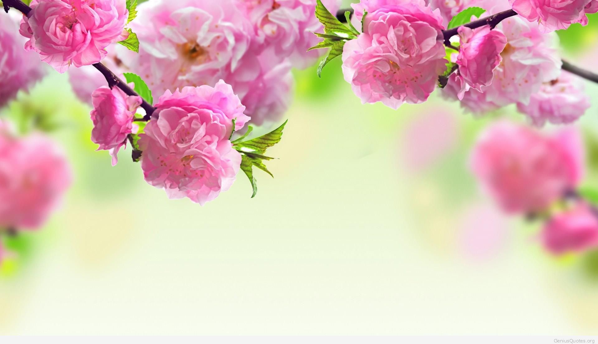 1920x1107 High Resolution Pink Roses Wallpapers Photos for PC & Mac, Tablet, Laptop,  Mobile