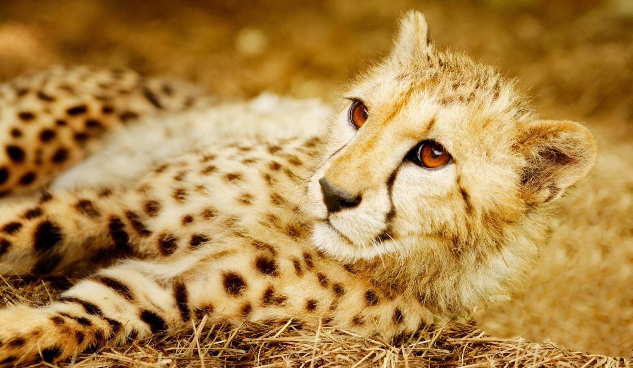 2062x1200 Cheetah wallpapers HD pictures images download.