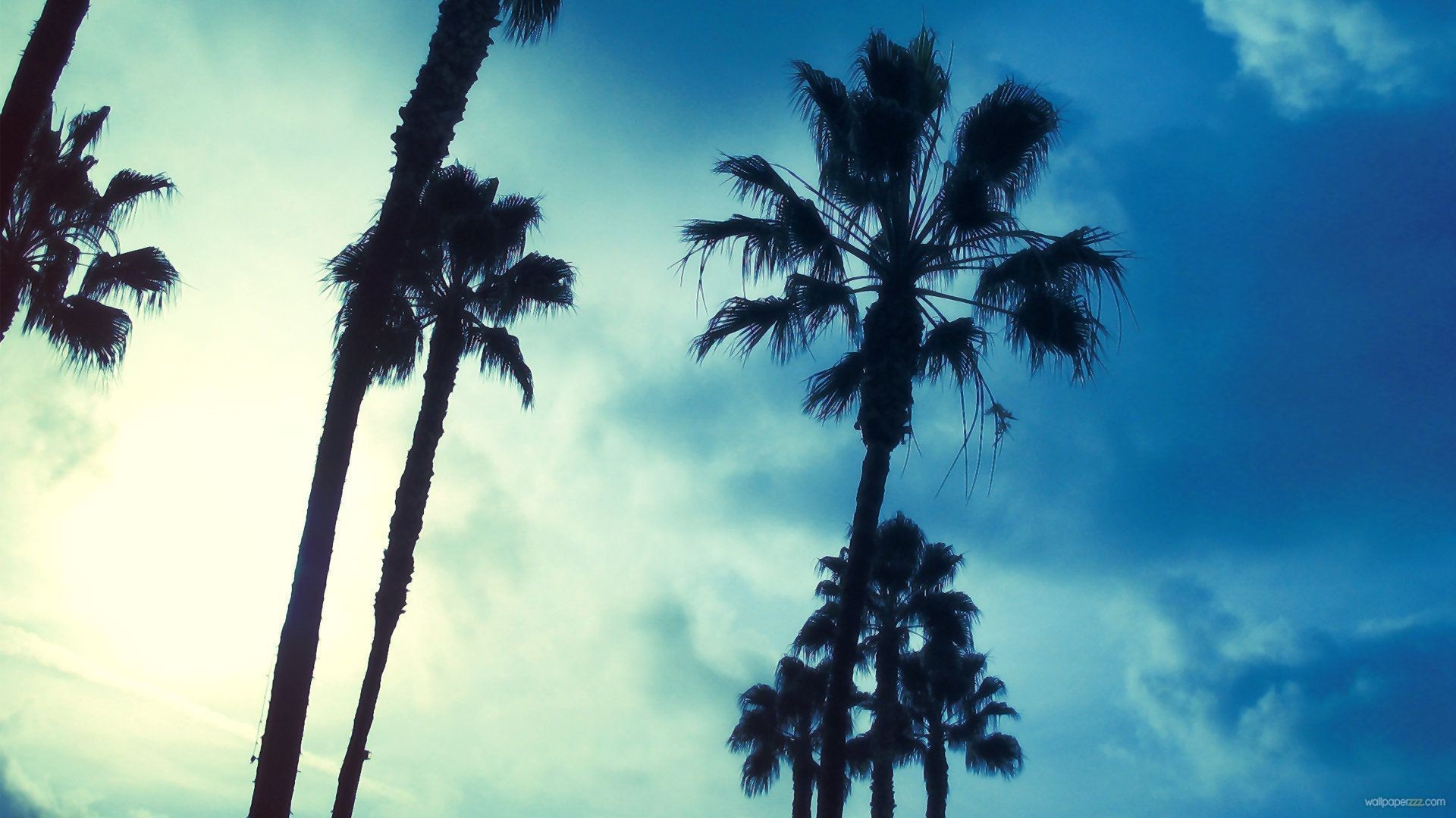 1920x1080 Palm Tree Wallpapers - Wallpaper Cave