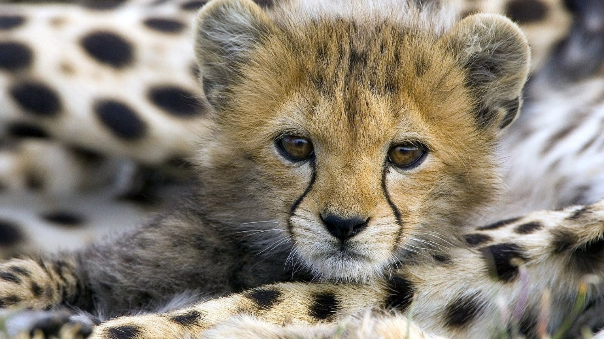 1920x1080 Cute Baby Animal Cheetah Â· Cute Cheetah Wallpapers