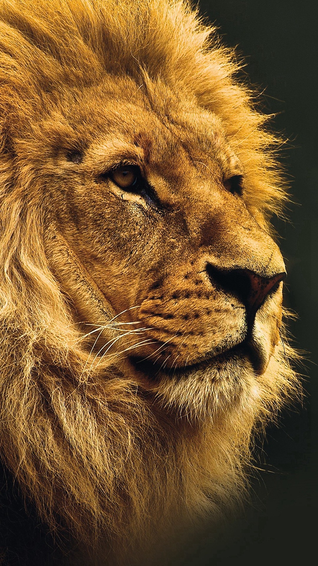 1080x1920 National Geographic Nature Animal Lion Yellow iPhone 8 wallpaper