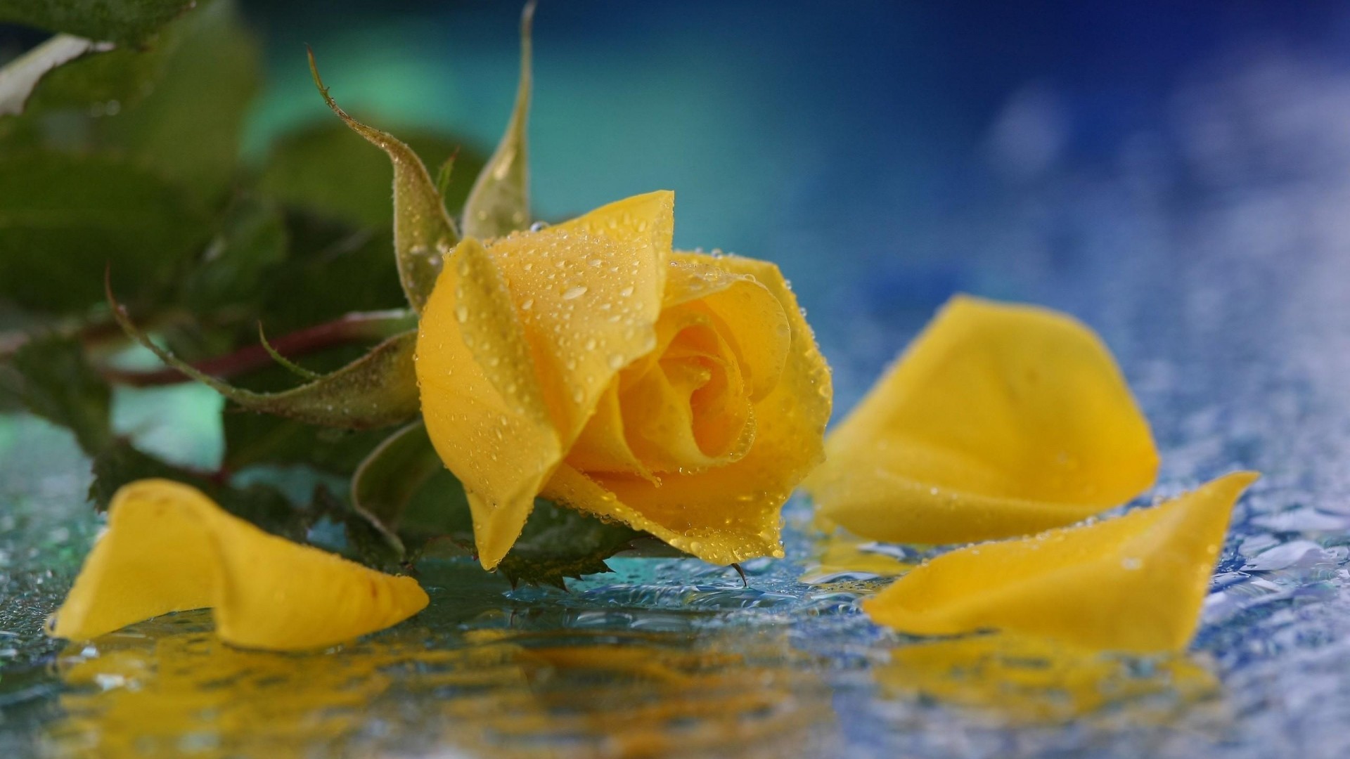 1920x1080 Nature Yellow Rose HD Wallpapers Yellow Rose Wallpapers ...