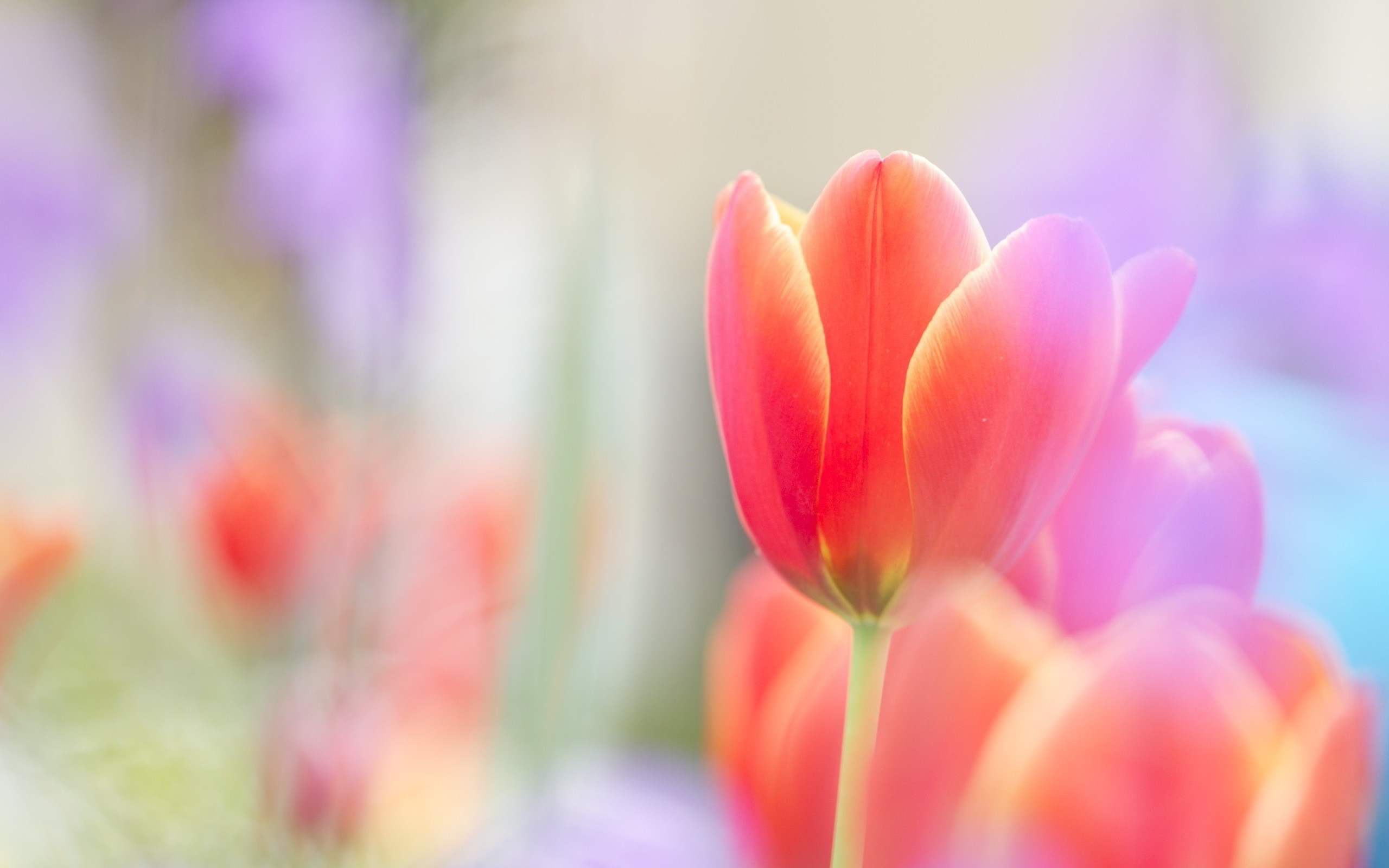 2560x1600 Tulip Wallpapers, Download Tulip HD Wallpapers For Free, GG.YAN