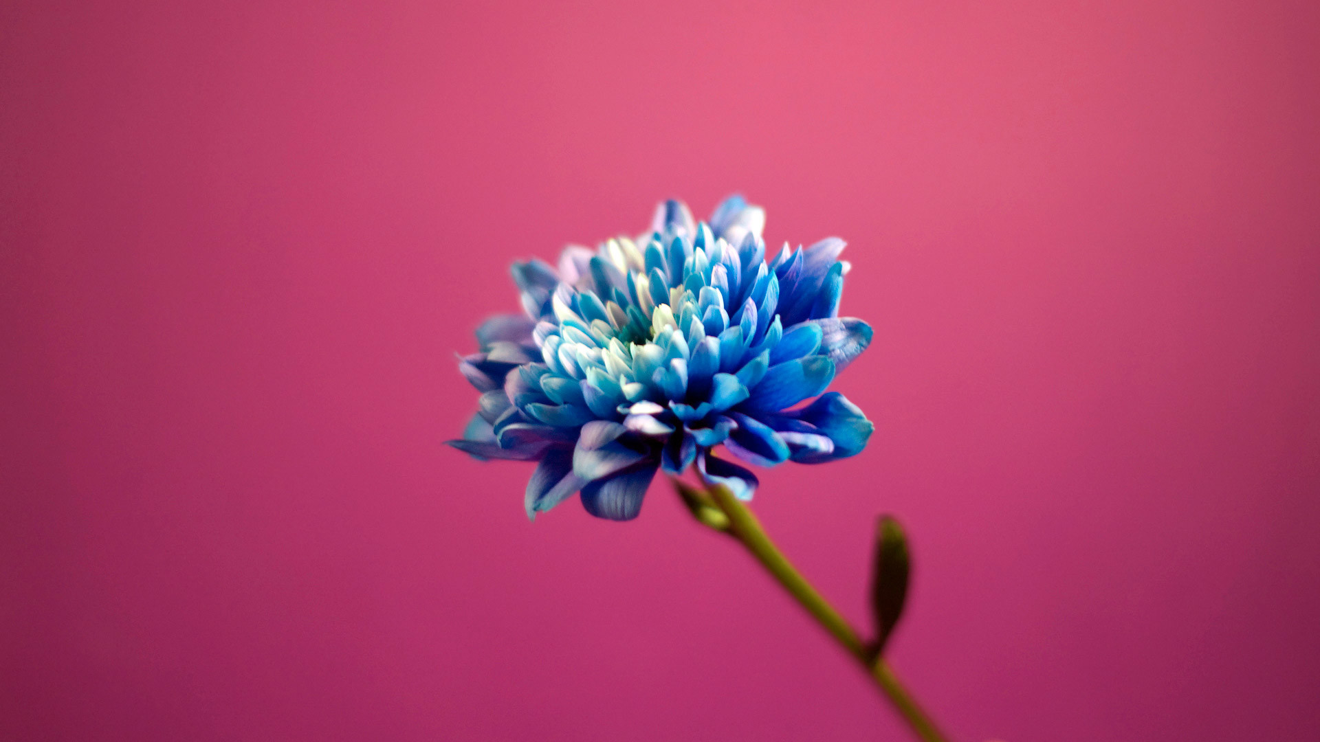 1920x1080 Blue in Pink Background