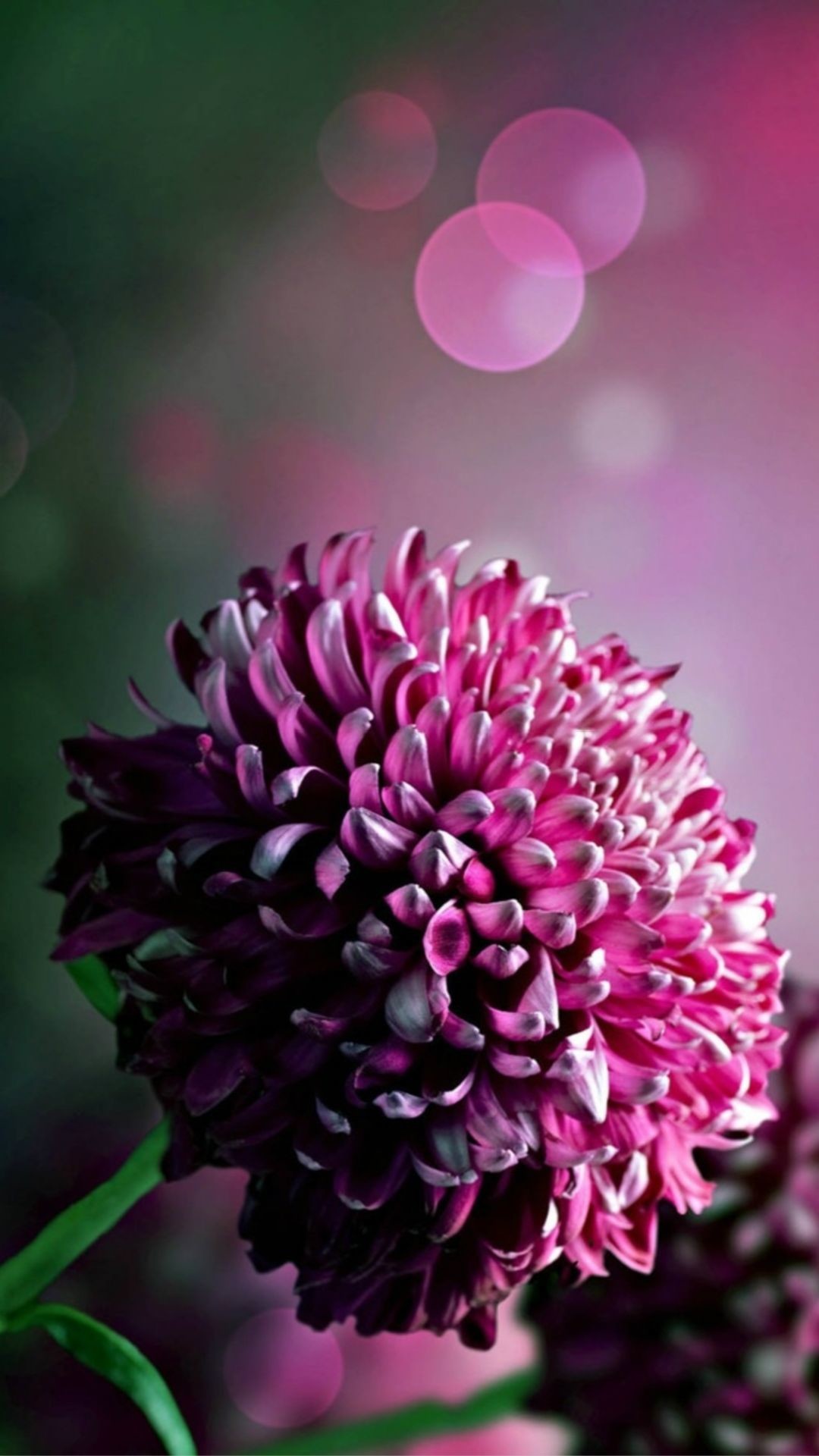 1080x1920 iphone 6 Plus Purple Flower Wallpaper, Purple Flower