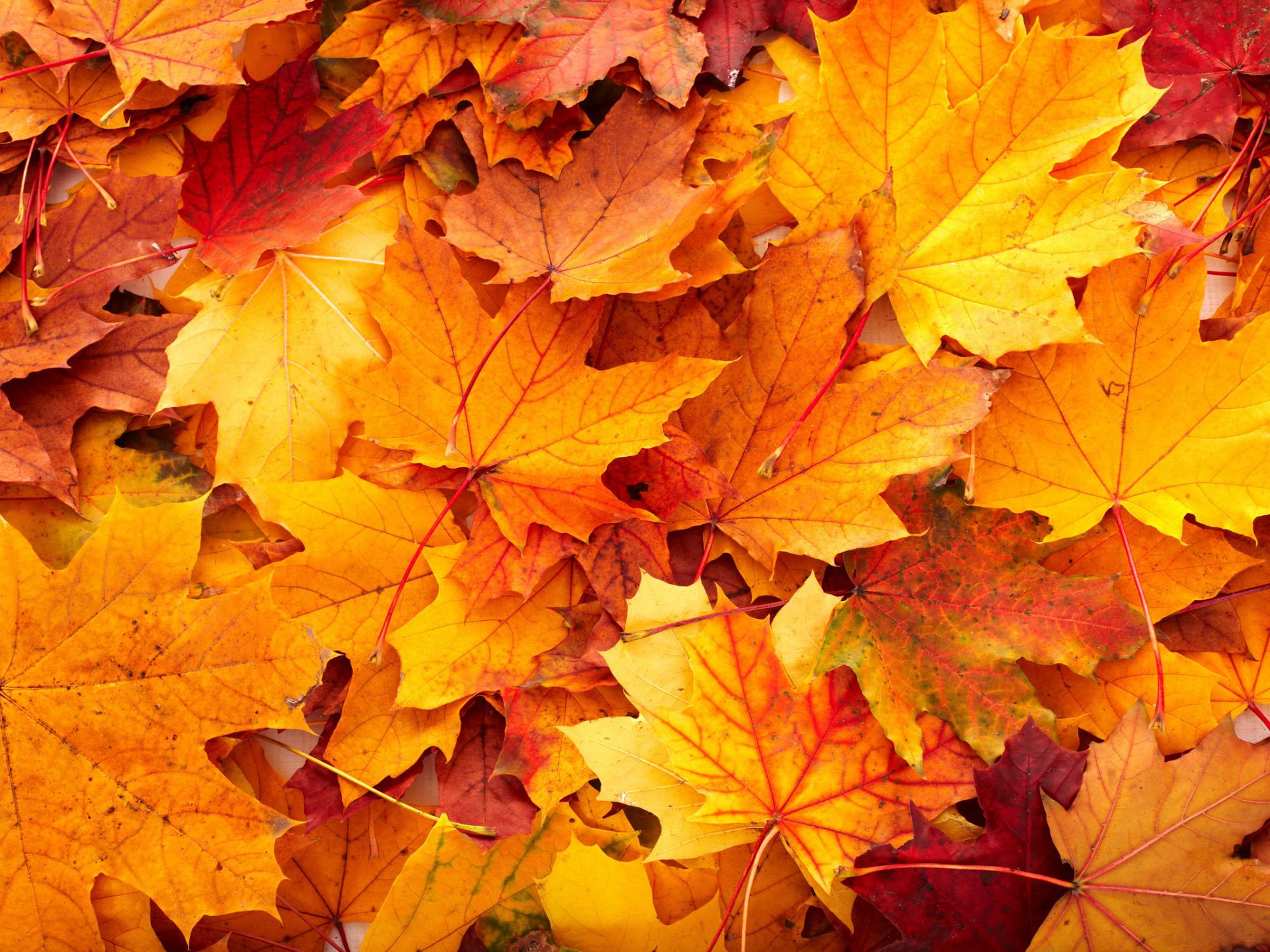 2000x1500 autumn-leaves-wallpapers-with-yellow-color-leaves-beautiful-autumn-wallpaper -for-interior-wall-decor-idea-fall-scenery-backgrounds-fall-leaves-desktop-  ...