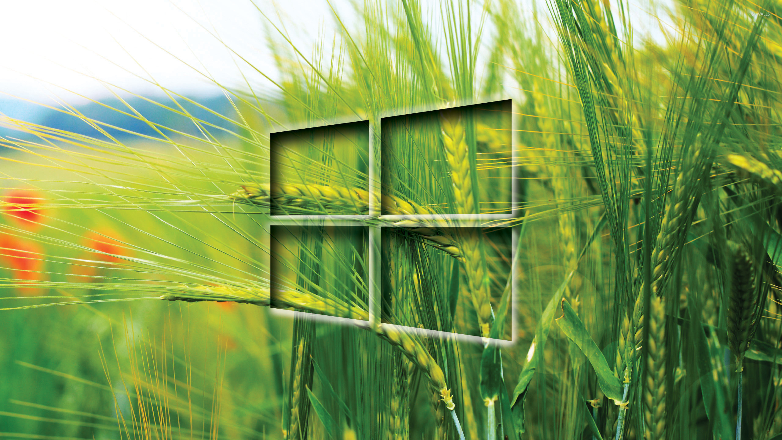 2560x1440 Windows 10 transparent logo on the wheat field wallpaper  jpg