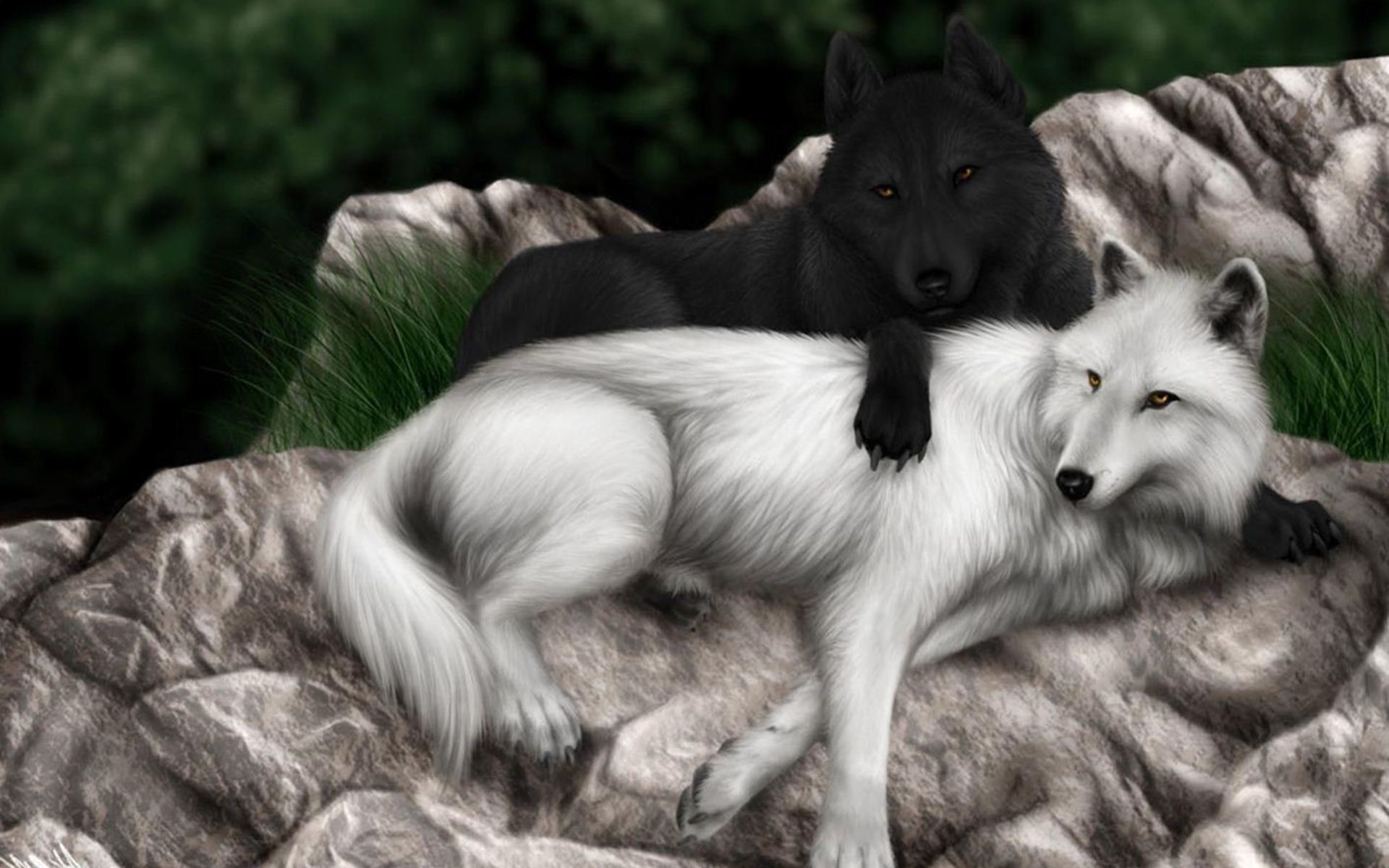 1920x1200 Image - Black And White Wolf Wallpaper.jpg | Animal Jam Clans Wiki | FANDOM  powered by Wikia