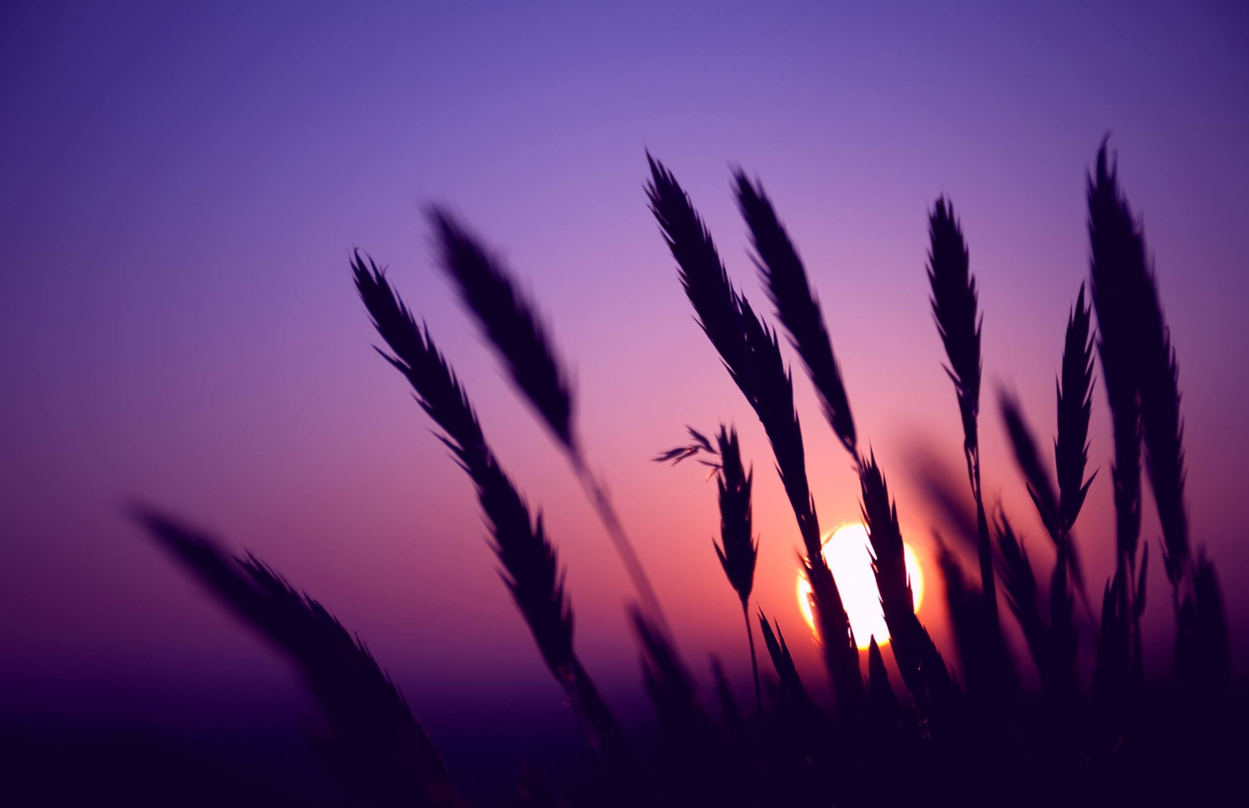 2471x1600 Wallpapers For > Purple Sunset Wallpapers