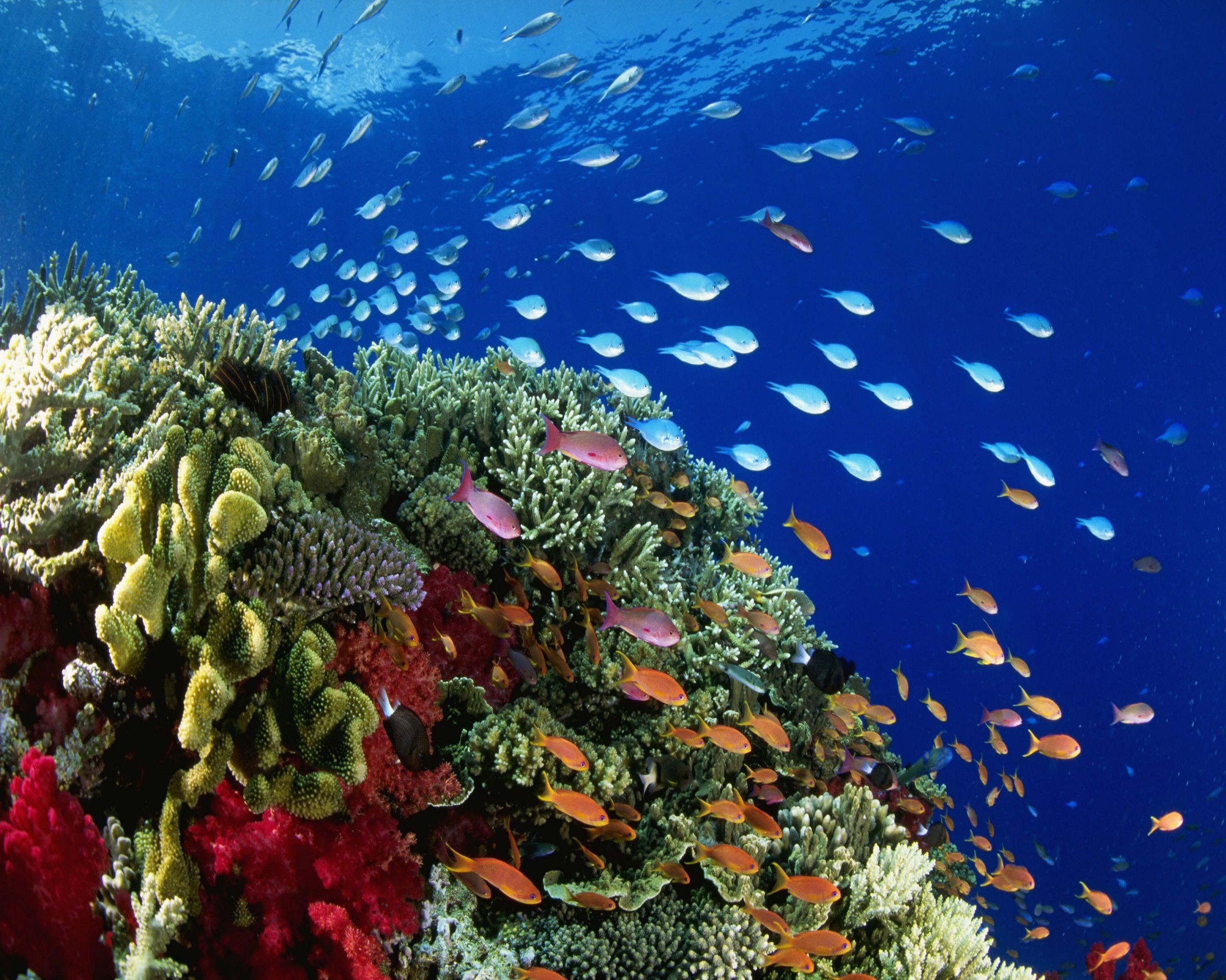 2560x2048 under the sea pictures | Under Sea Underwater px Wallpapers #under  #sea #animals