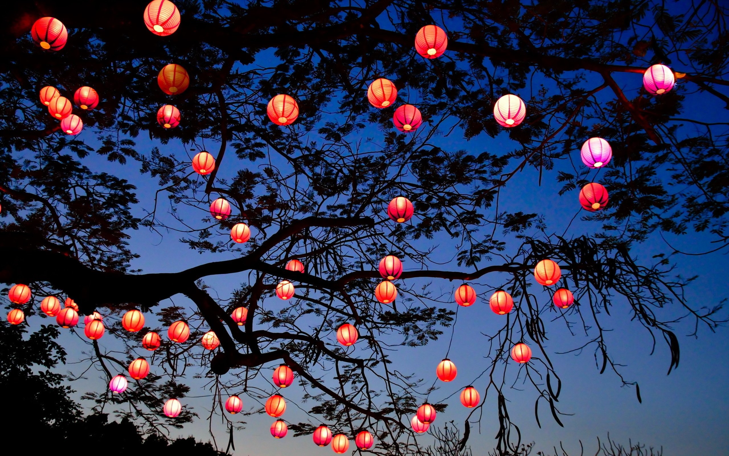 2560x1600 Night lights tree lantern lamp bokeh wallpaper |  | 336032 |  WallpaperUP