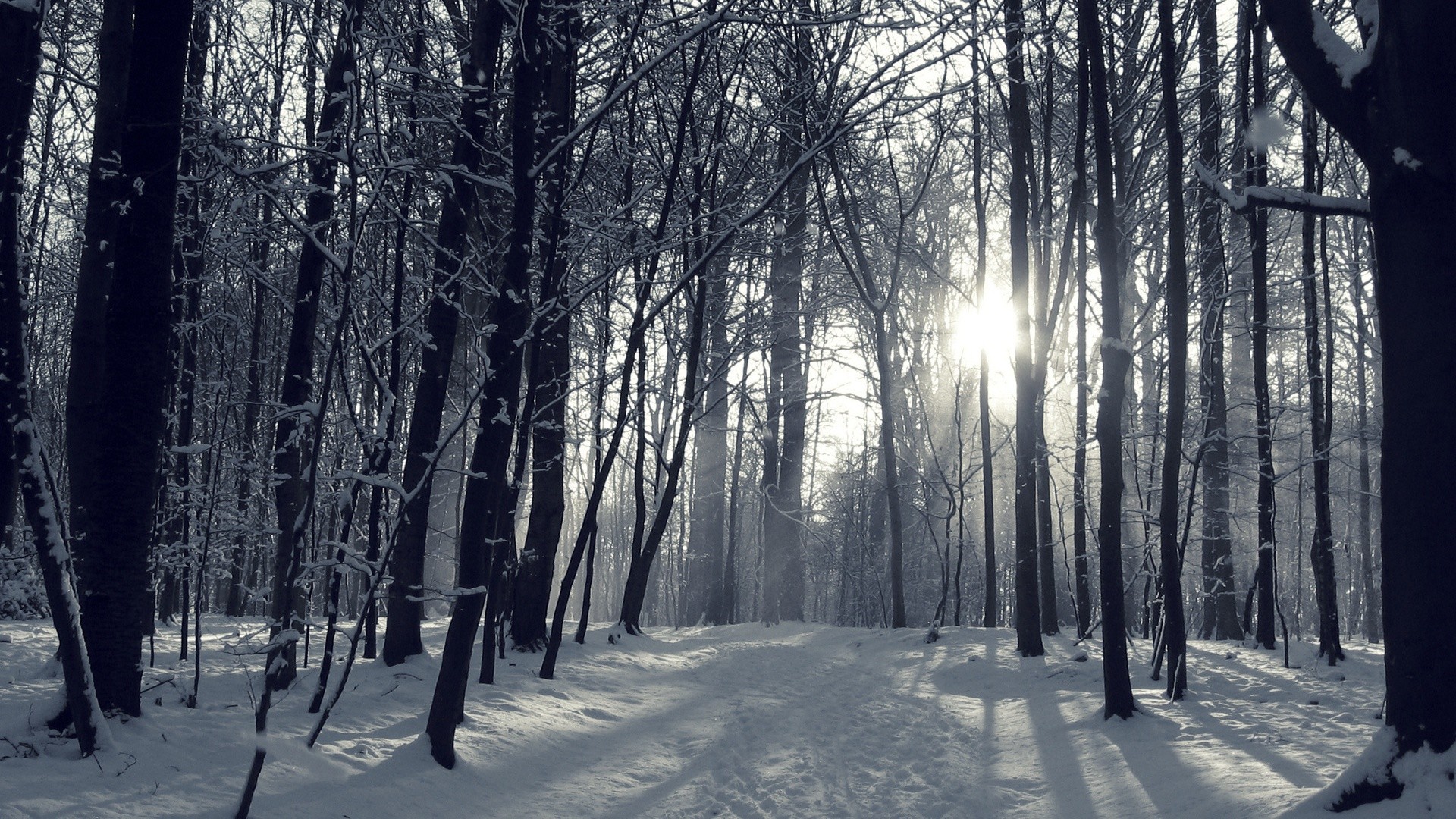 1920x1080 Snowy Winter Forest Wallpapers -  - 1064989