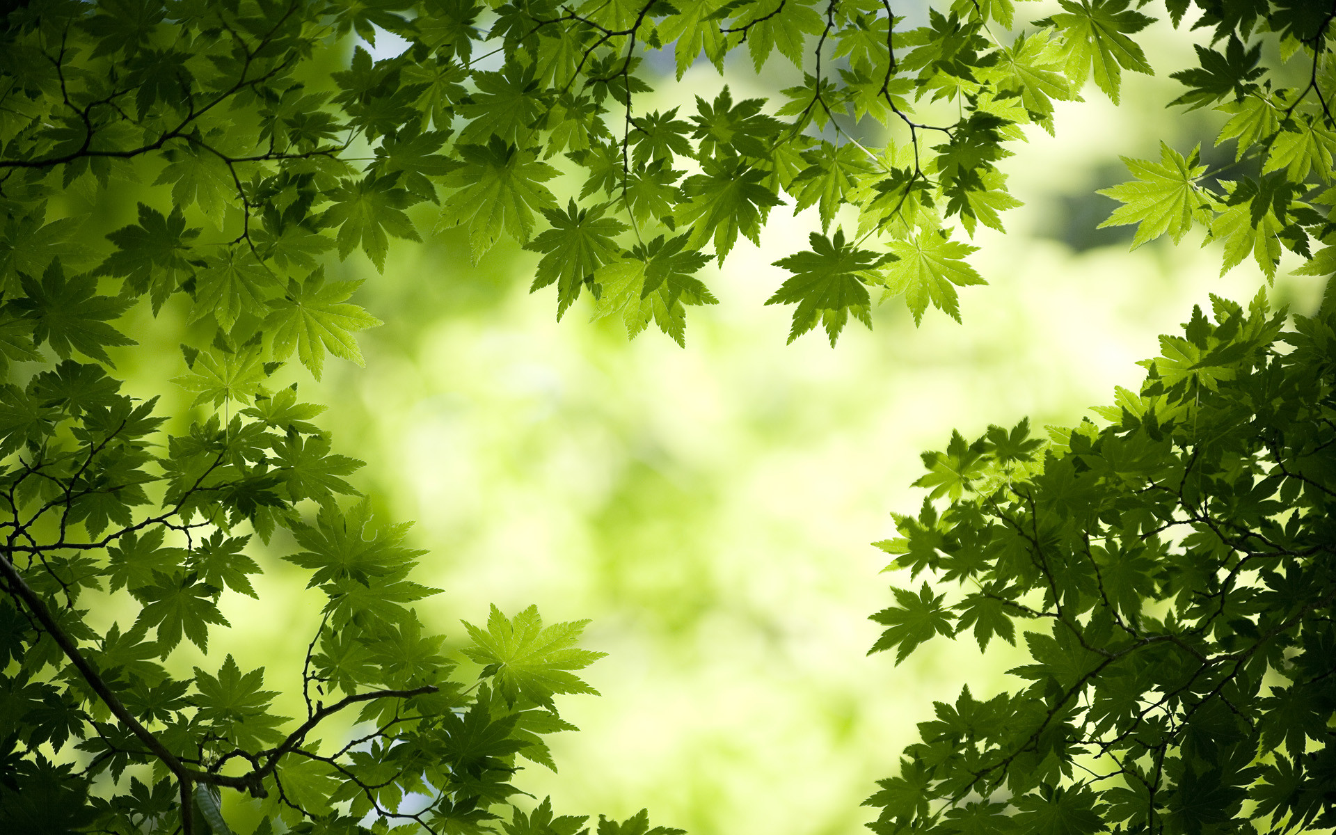 1920x1200 Green Maple Leaves