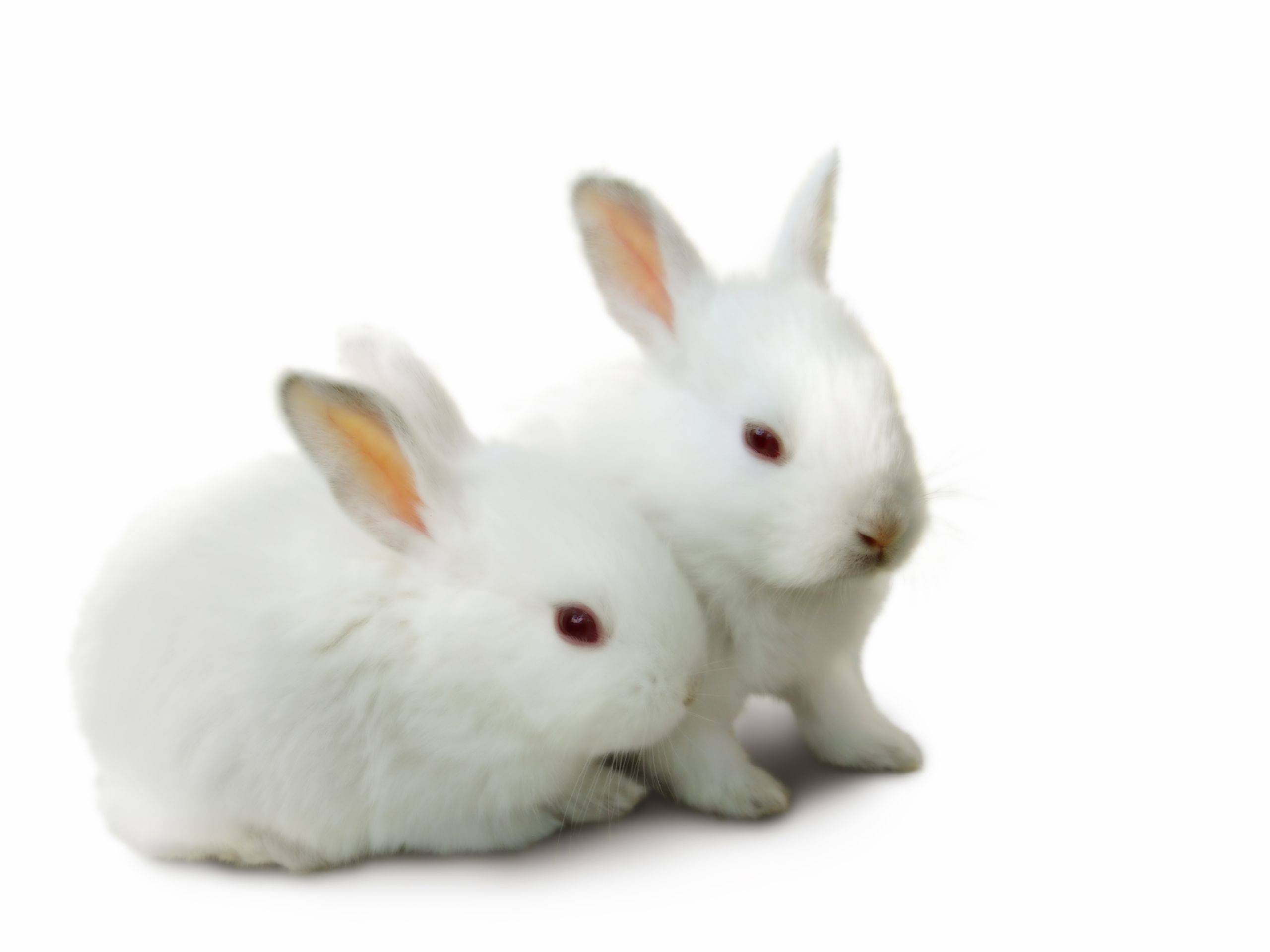 2560x1920 Cute Rabbit HD beautiful wallpapers Picture Free for Desktop HD