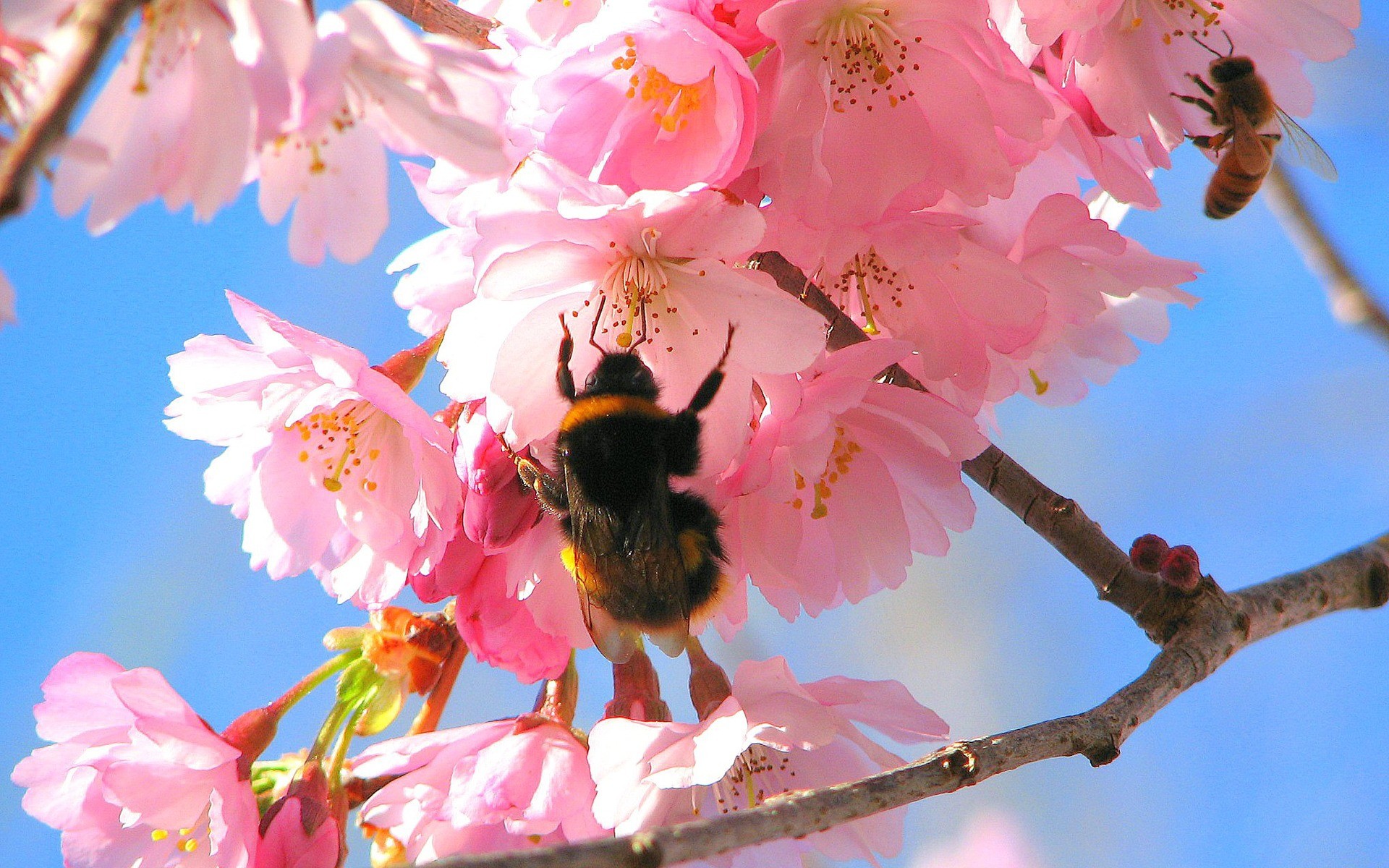 1920x1200 Bees in the Cherry Tree Wallpaper Spring Nature