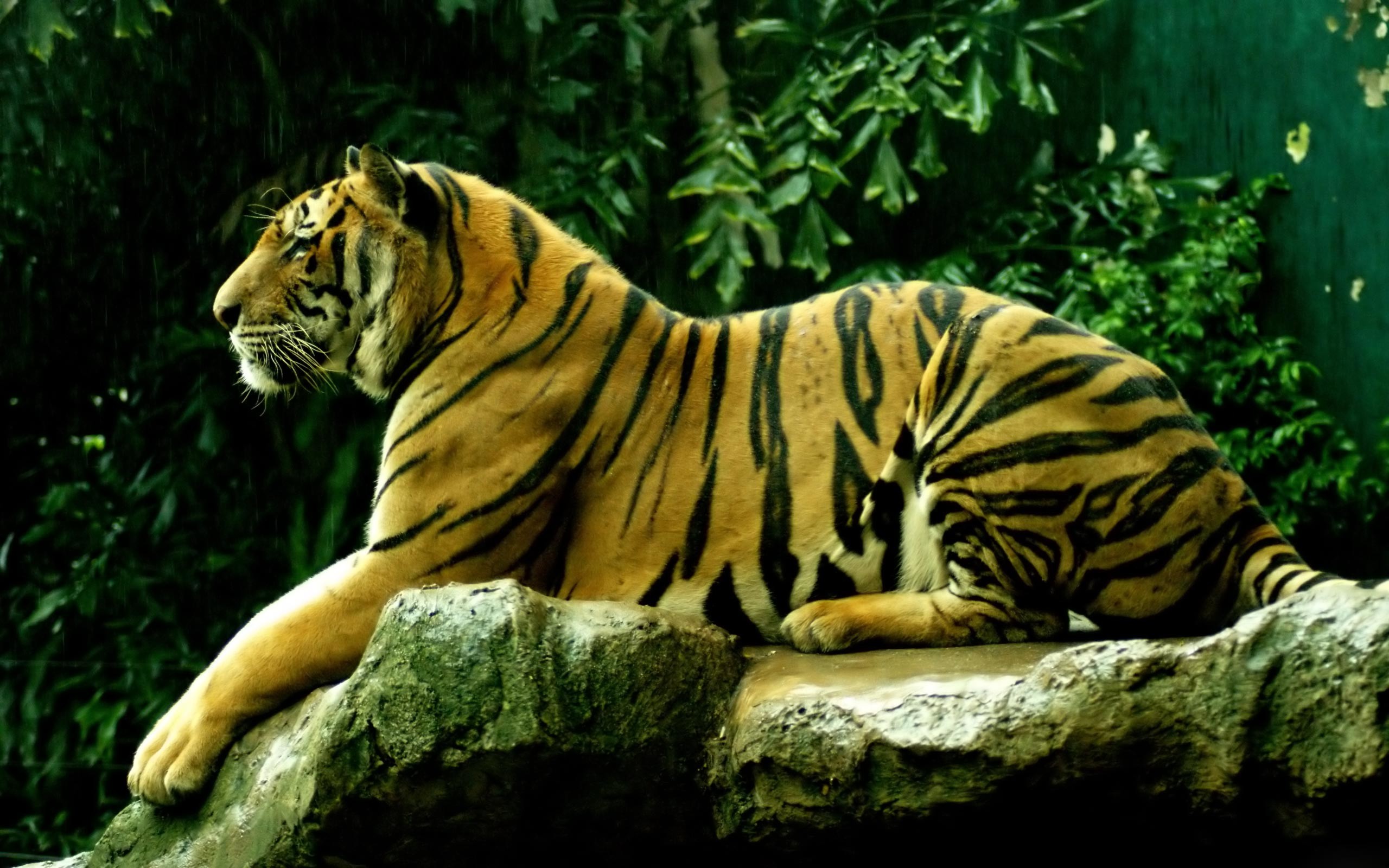 2560x1600 desktop hd pictures of big tigers