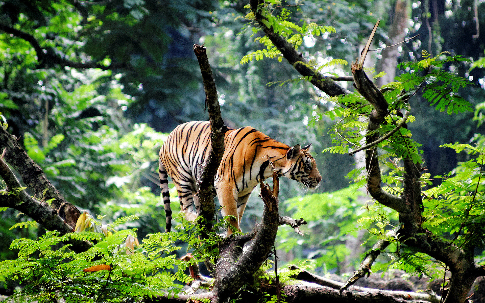 Jungle Animal Wallpaper 49 Images 