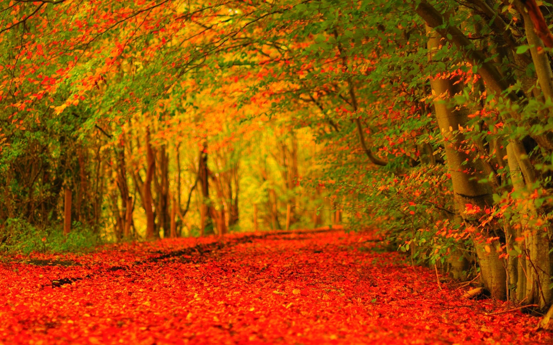 1920x1200 fall desktop background pictures free | sharovarka | Pinterest | Fall  desktop backgrounds, Desktop background pictures and Desktop backgrounds