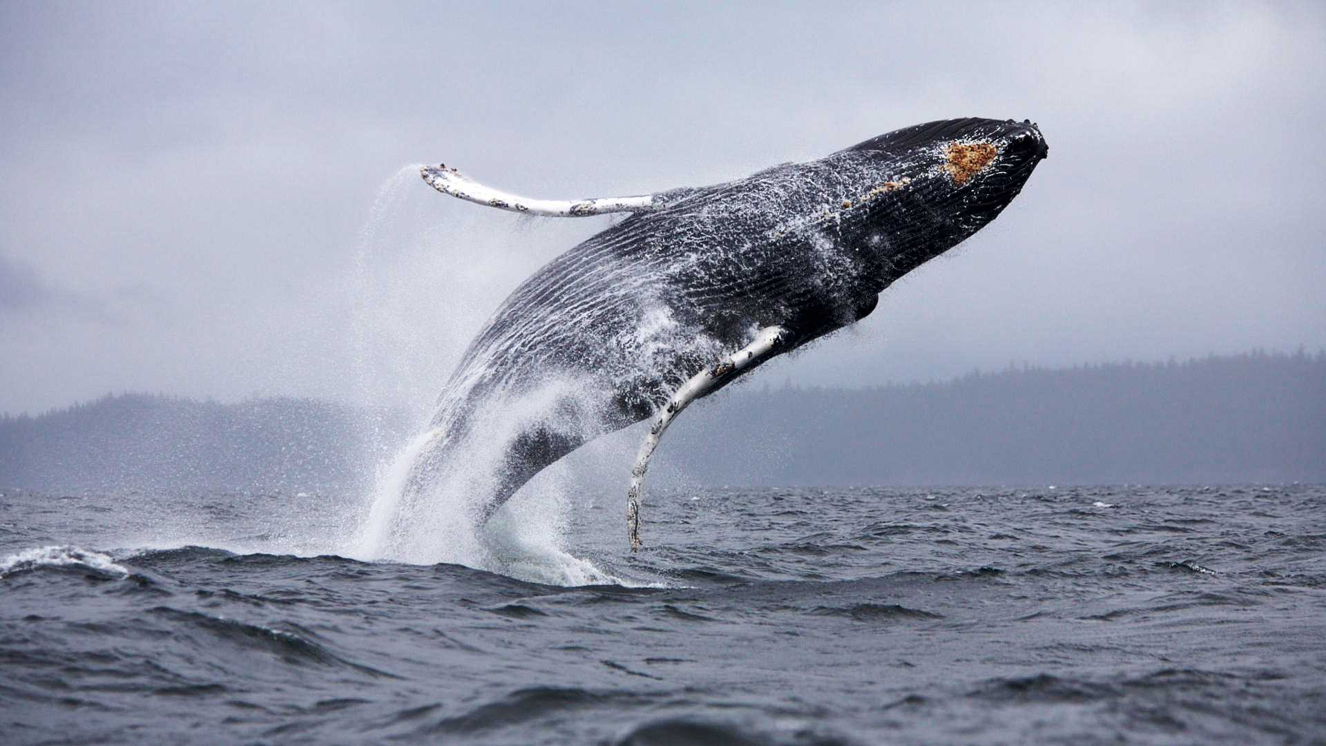 1920x1080 ... Wallpapers Desktop Background Download Humpback Whale 1280X800 ...