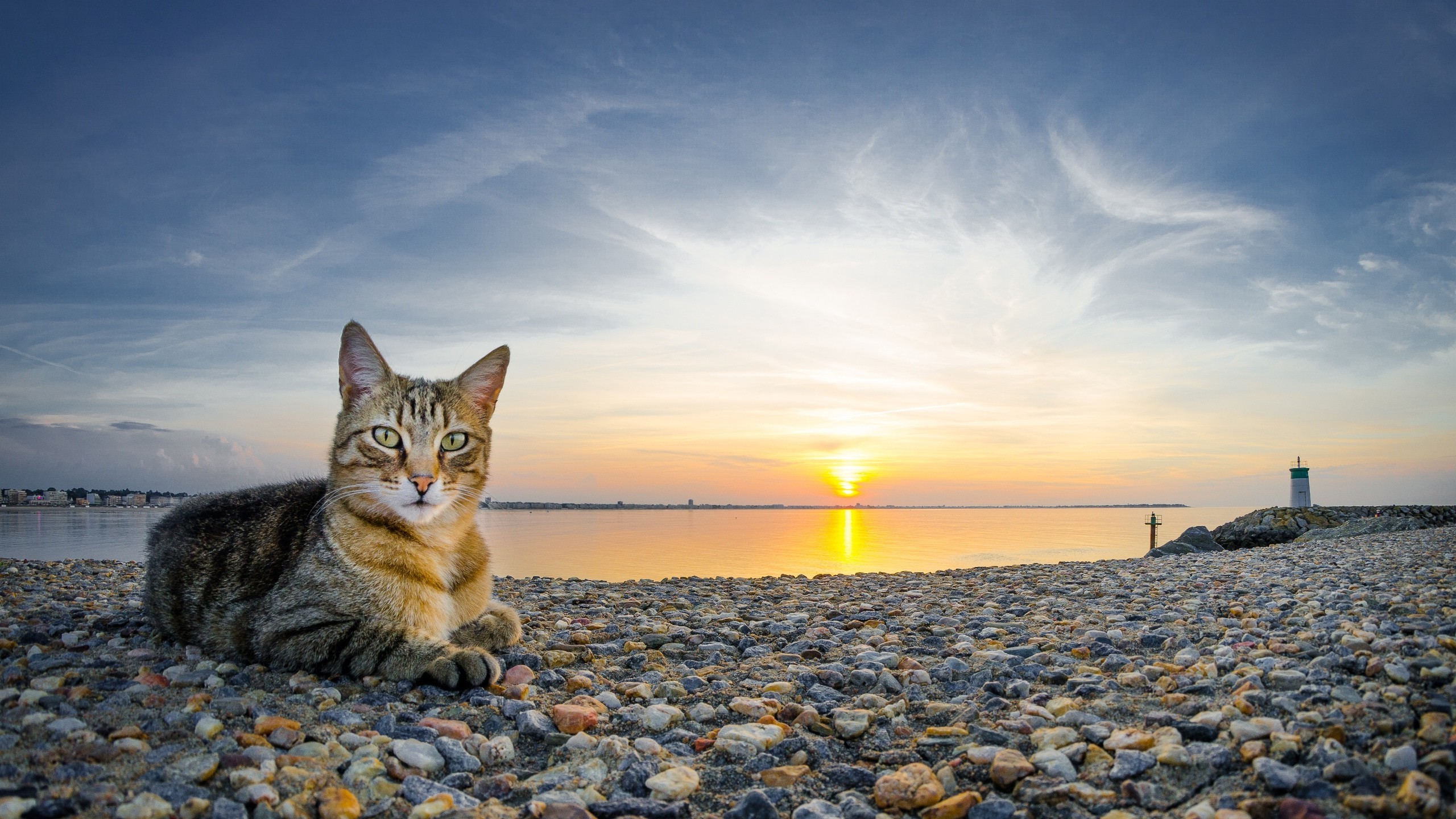 2560x1440 cat, Animals, Sunset, Beach, Stones Wallpapers HD / Desktop and Mobile  Backgrounds
