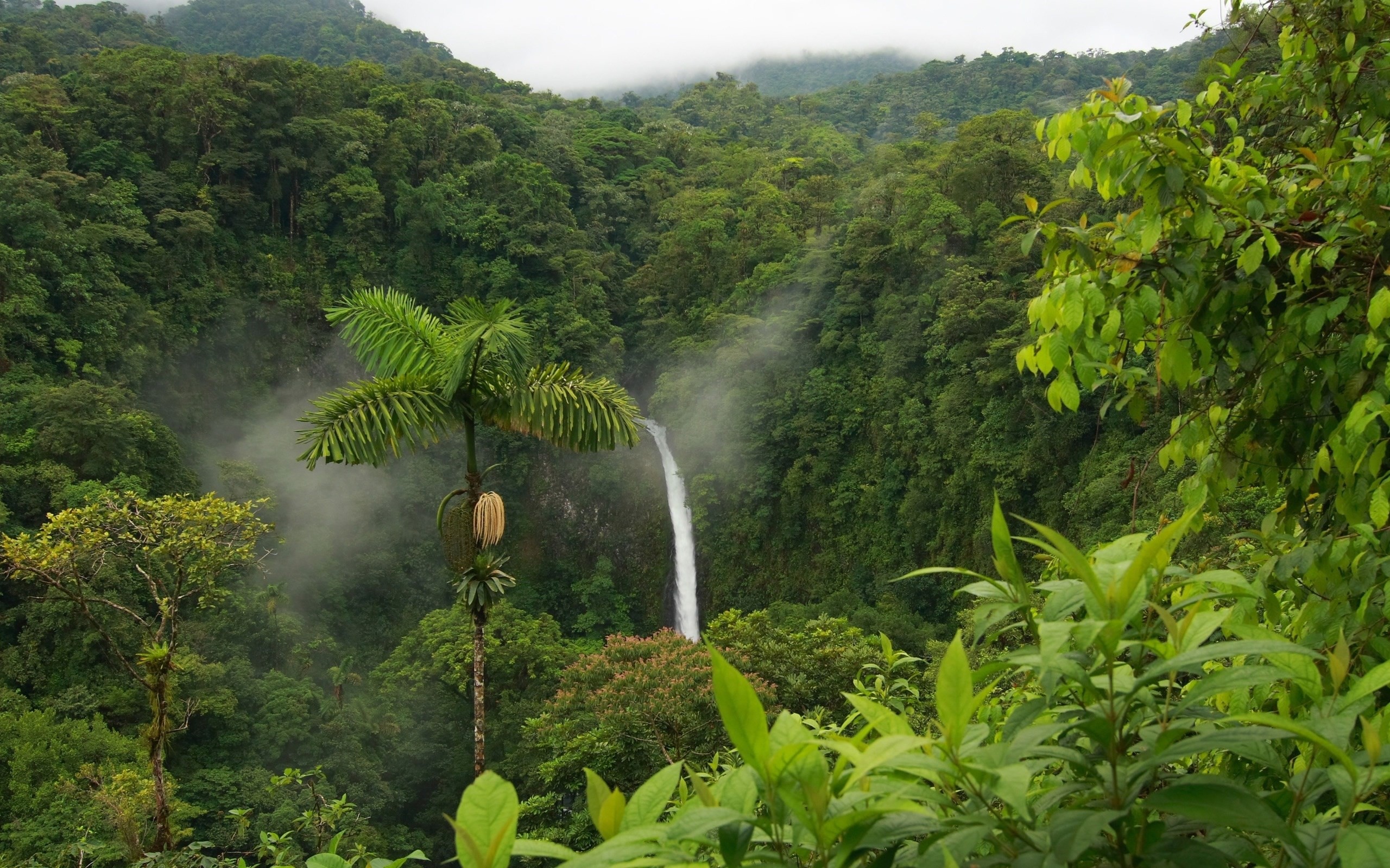 2560x1600 amazon rainforest