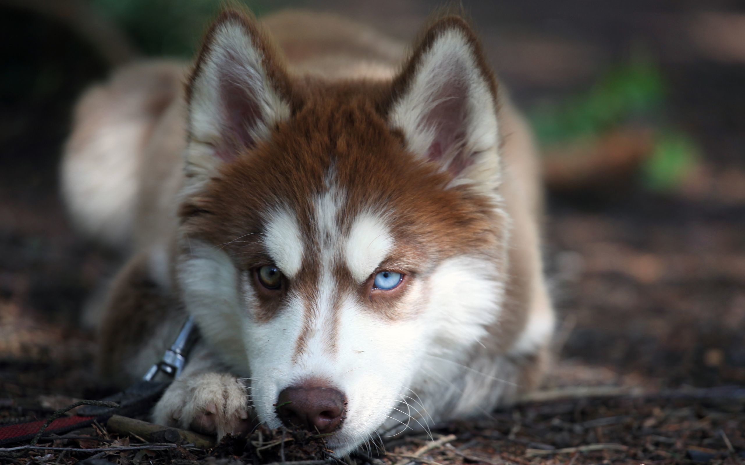 2560x1600 ... free husky puppy wallpapers full hd long wallpapers ...