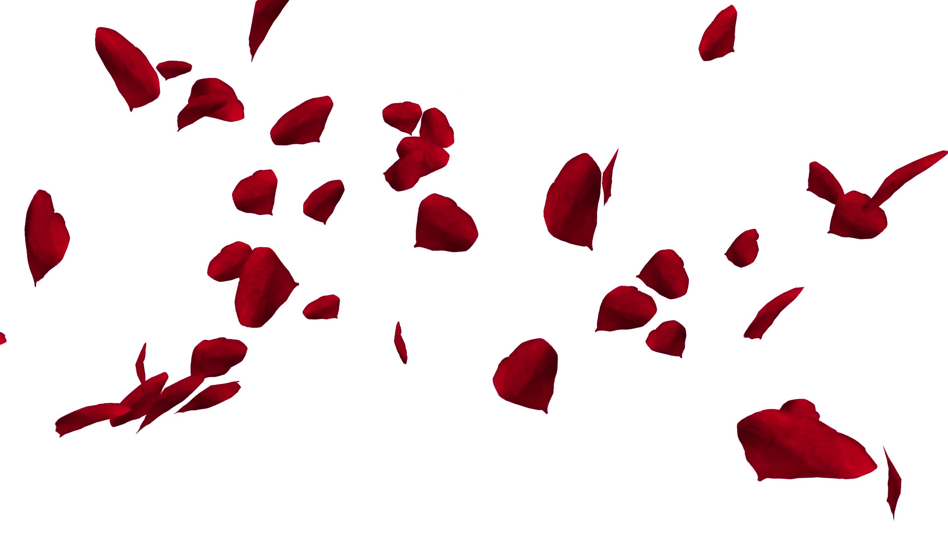 1920x1080 Subscription Library Falling and swirling red rose petals over white  background. Valentine slow motion HD animation,