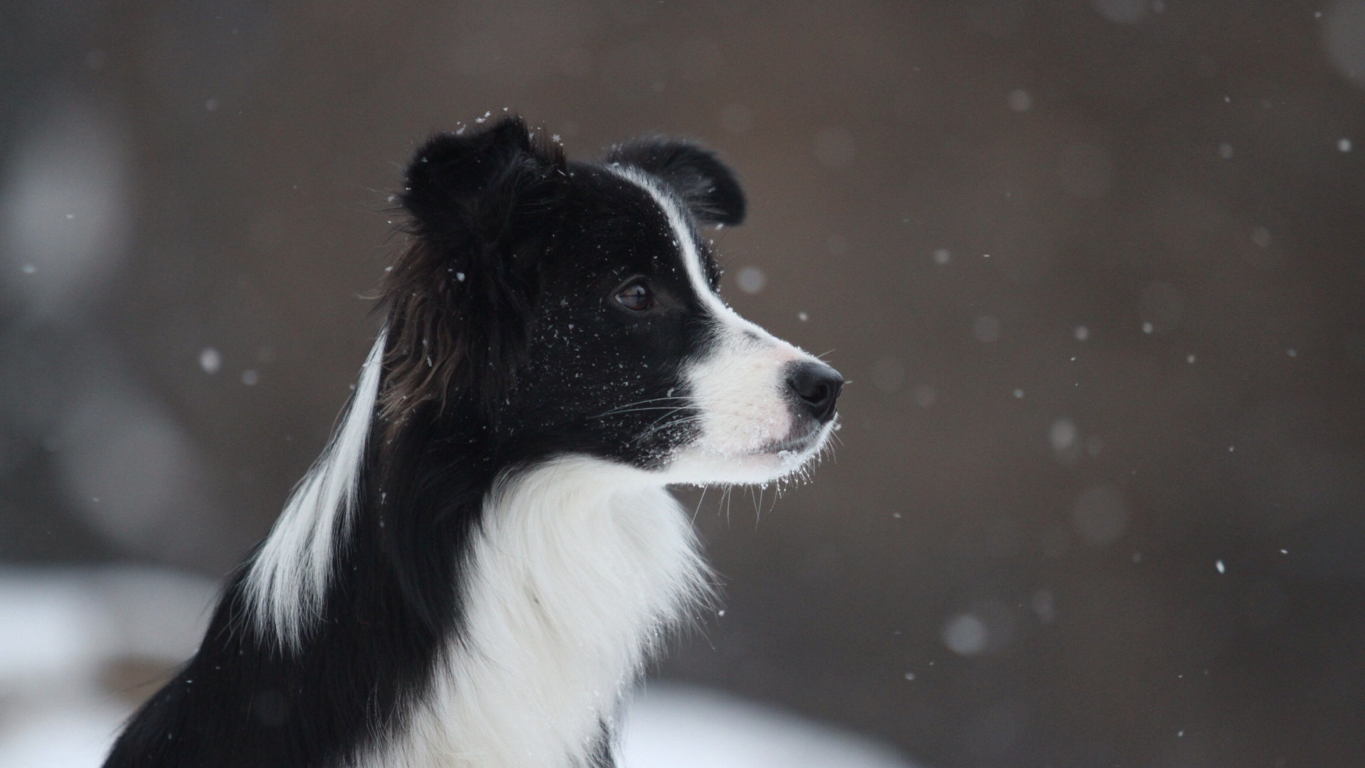 1920x1080  Wallpaper border collie, dog, spotted, snow