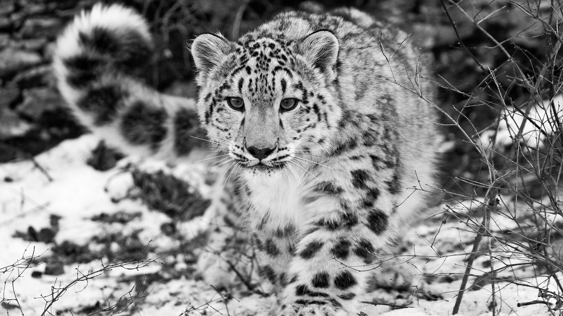 1920x1080 Black White Leopard Pic. Â«