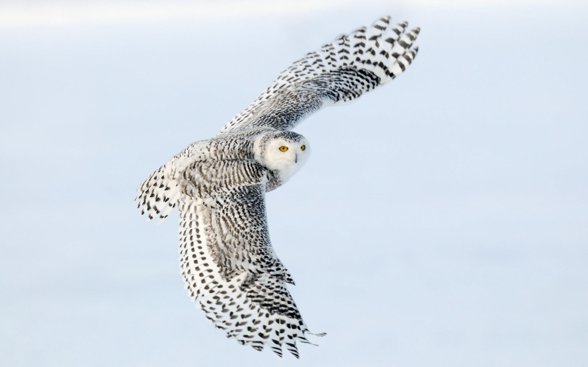 1920x1200 Flying Owl Wallpaper Pictures 2568