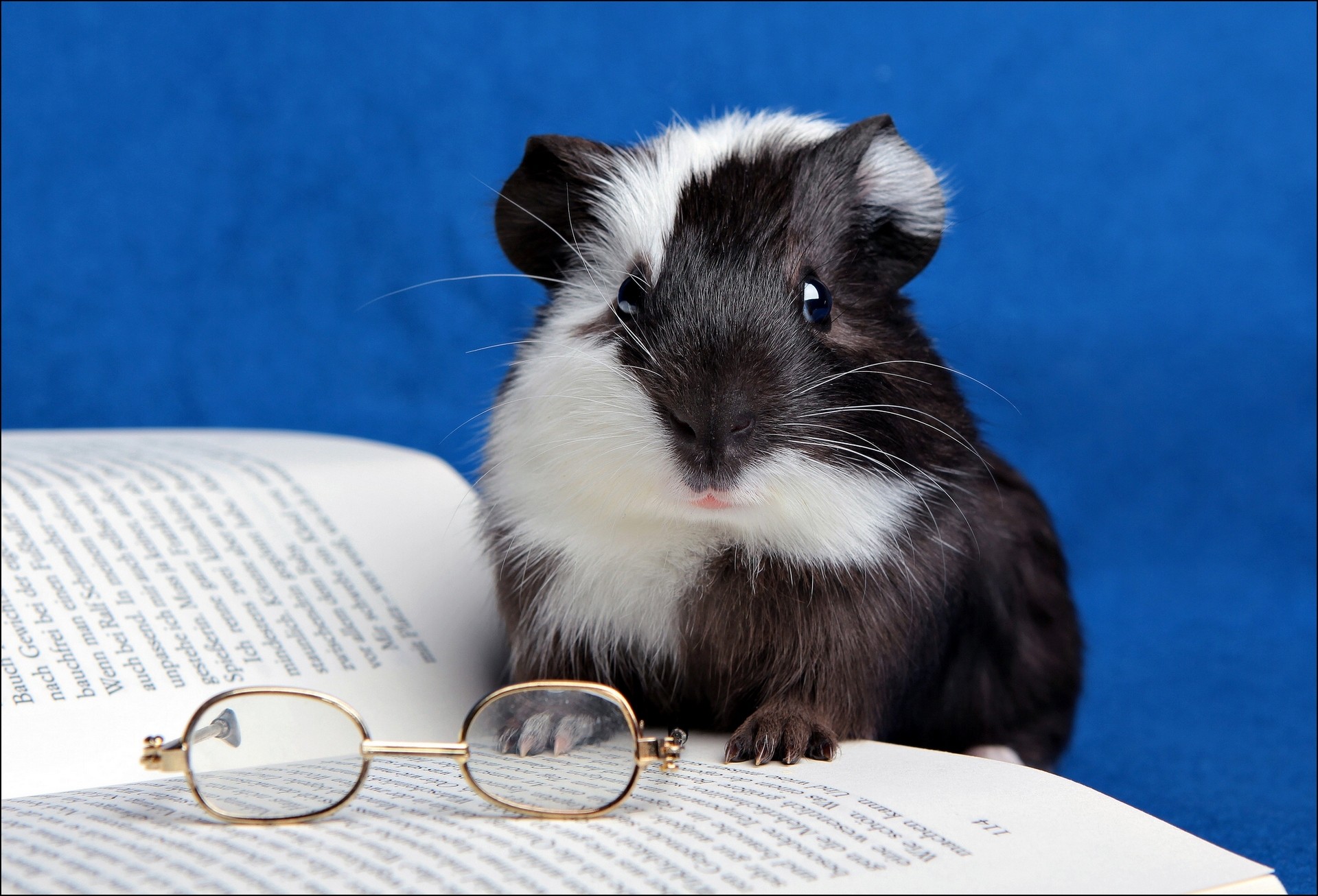 1920x1306 Guinea pig, book, glasses wallpapers (photos, pictures)