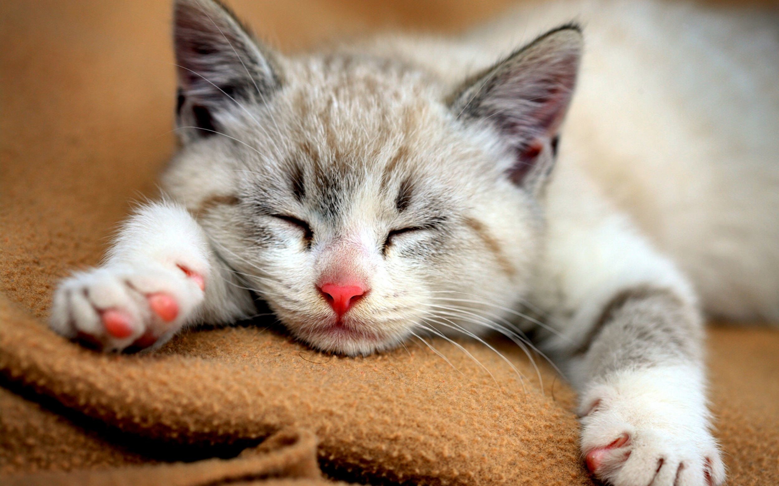 2500x1562 Cute Cat 2560x1600, Top on Wallpapers and Pictures for desktop and mobile