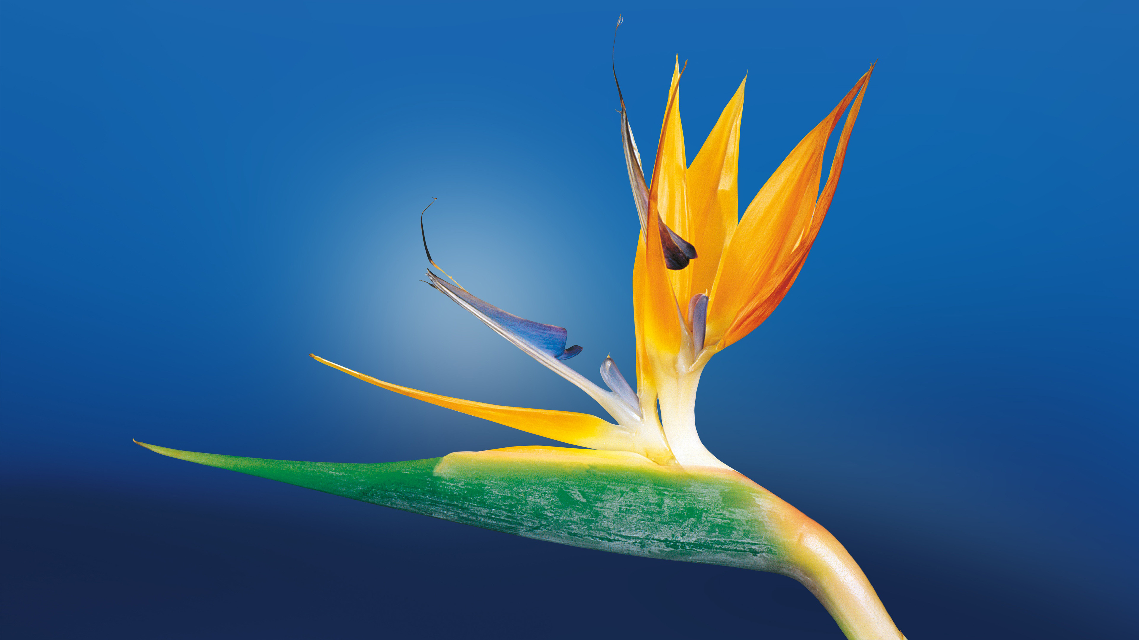 3840x2160 Bird of Paradise Flower