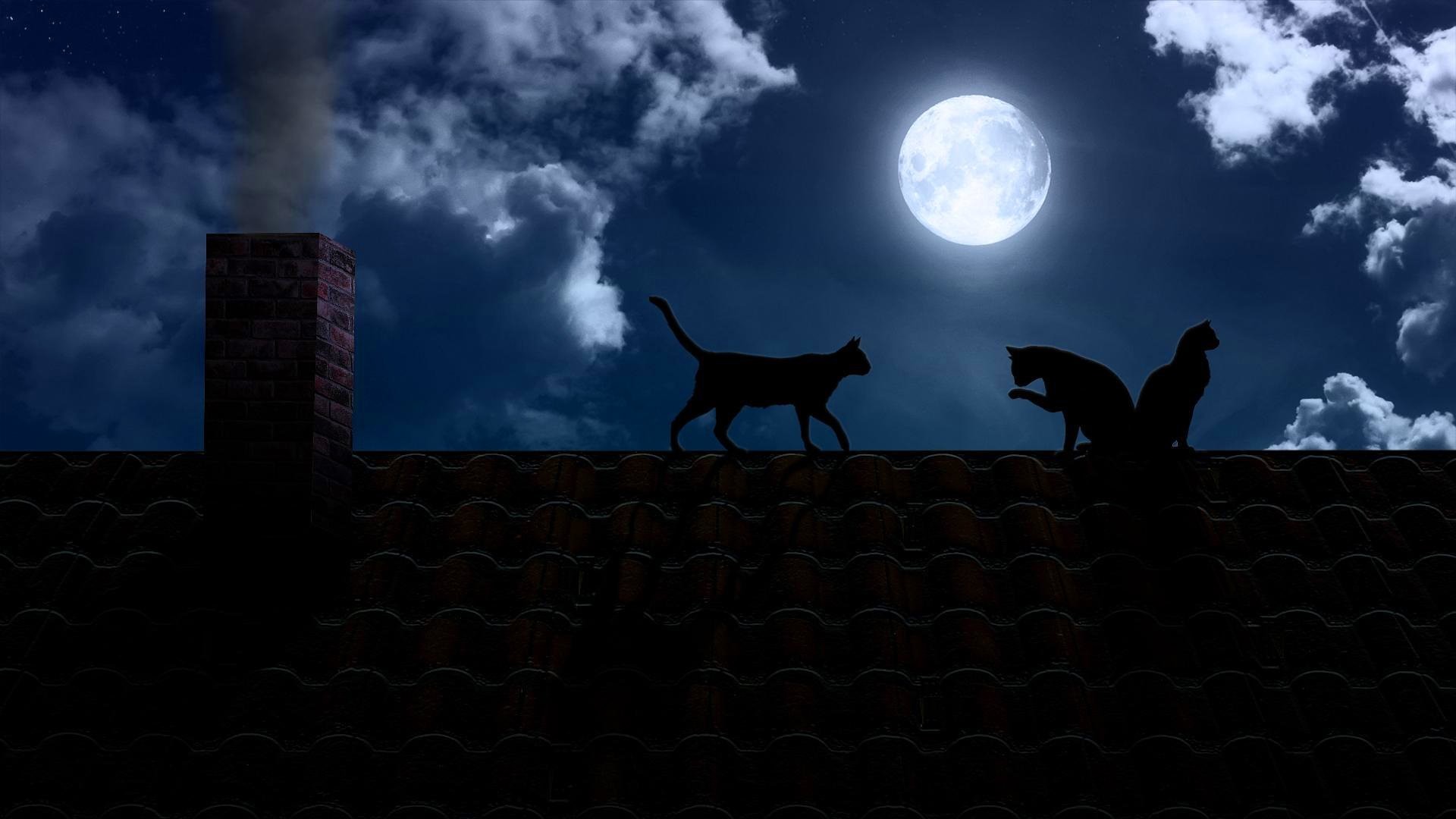1920x1080 night dark moon full moon roof pipe cats black