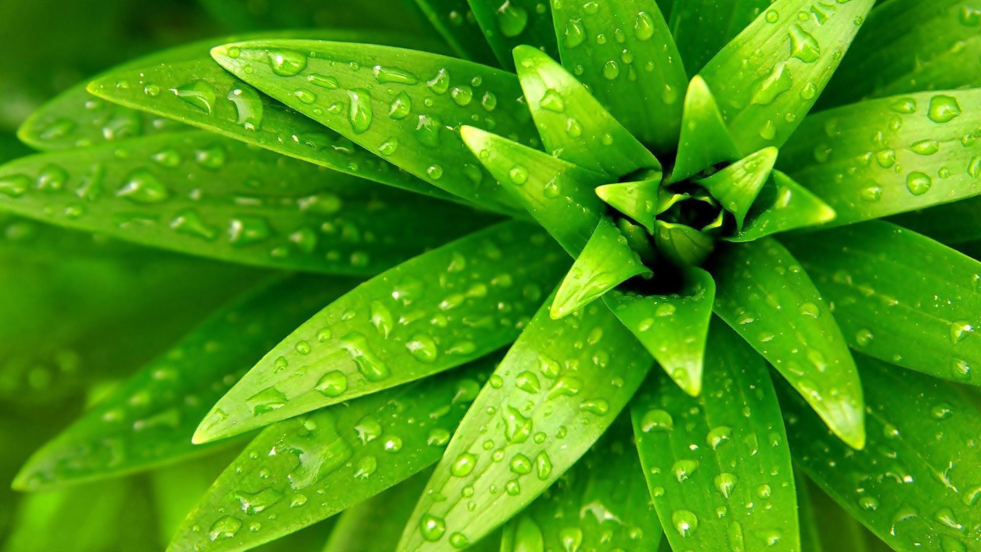 1920x1080 hd pics photos green leaves nature water drops desktop background wallpaper  2