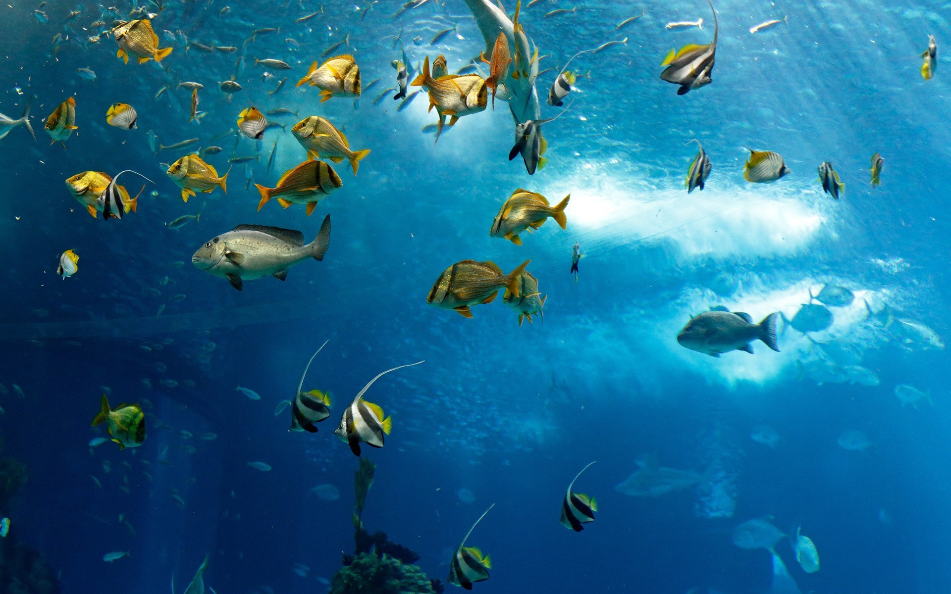 1920x1200 Fish Underwater In Ocean Wallpaper 00428