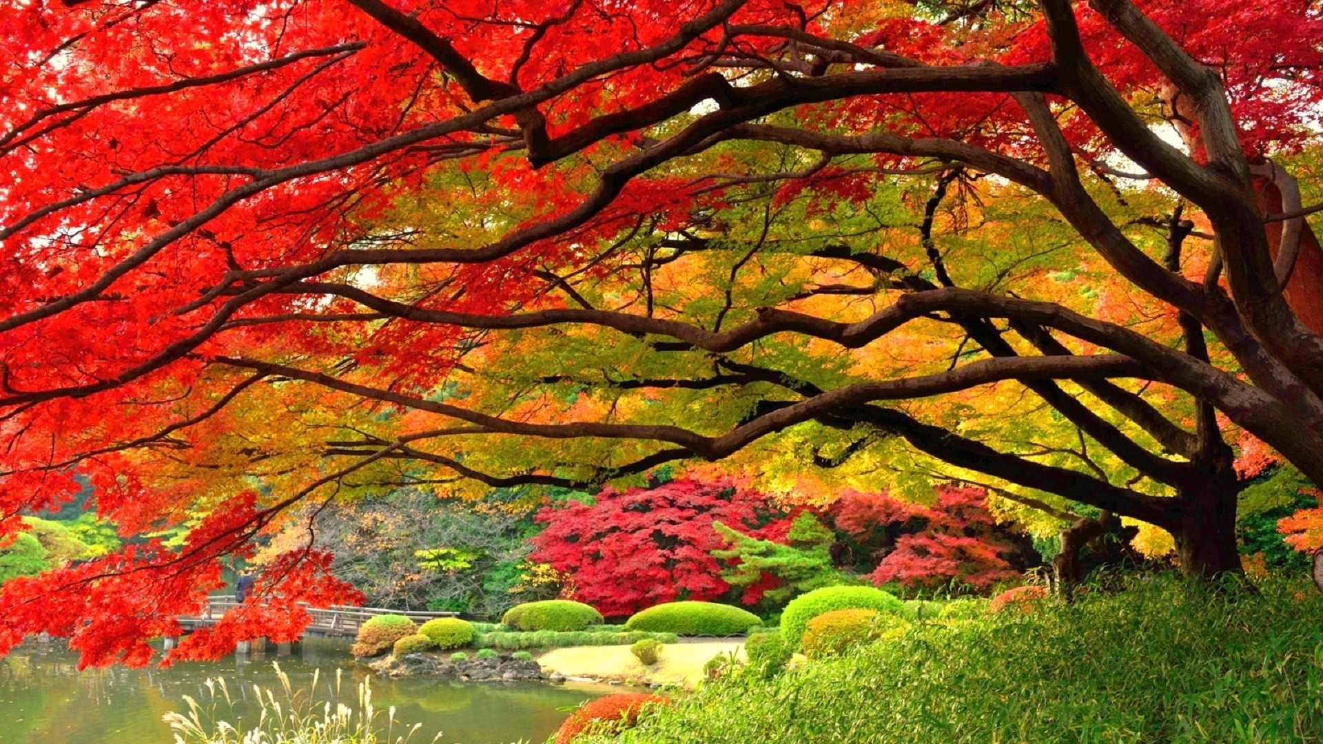 1920x1080 #DD4422 Color - Nature Leaves Photography Japan Attractions Japanese  Stunning Fall Colors Dreams Pre Beautiful