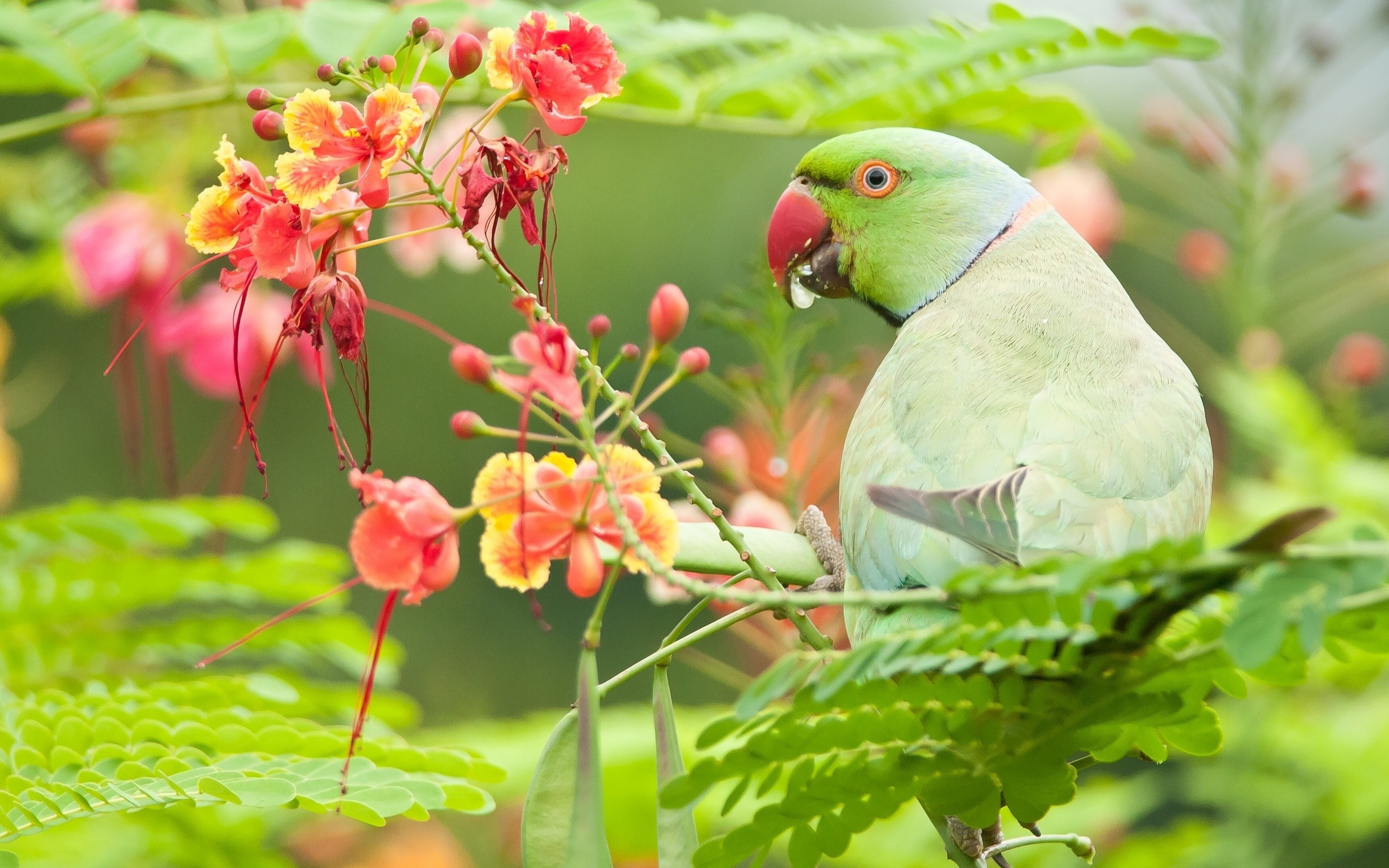 2560x1600 Green Parrot Bird With Flowers Wallpapers -  .