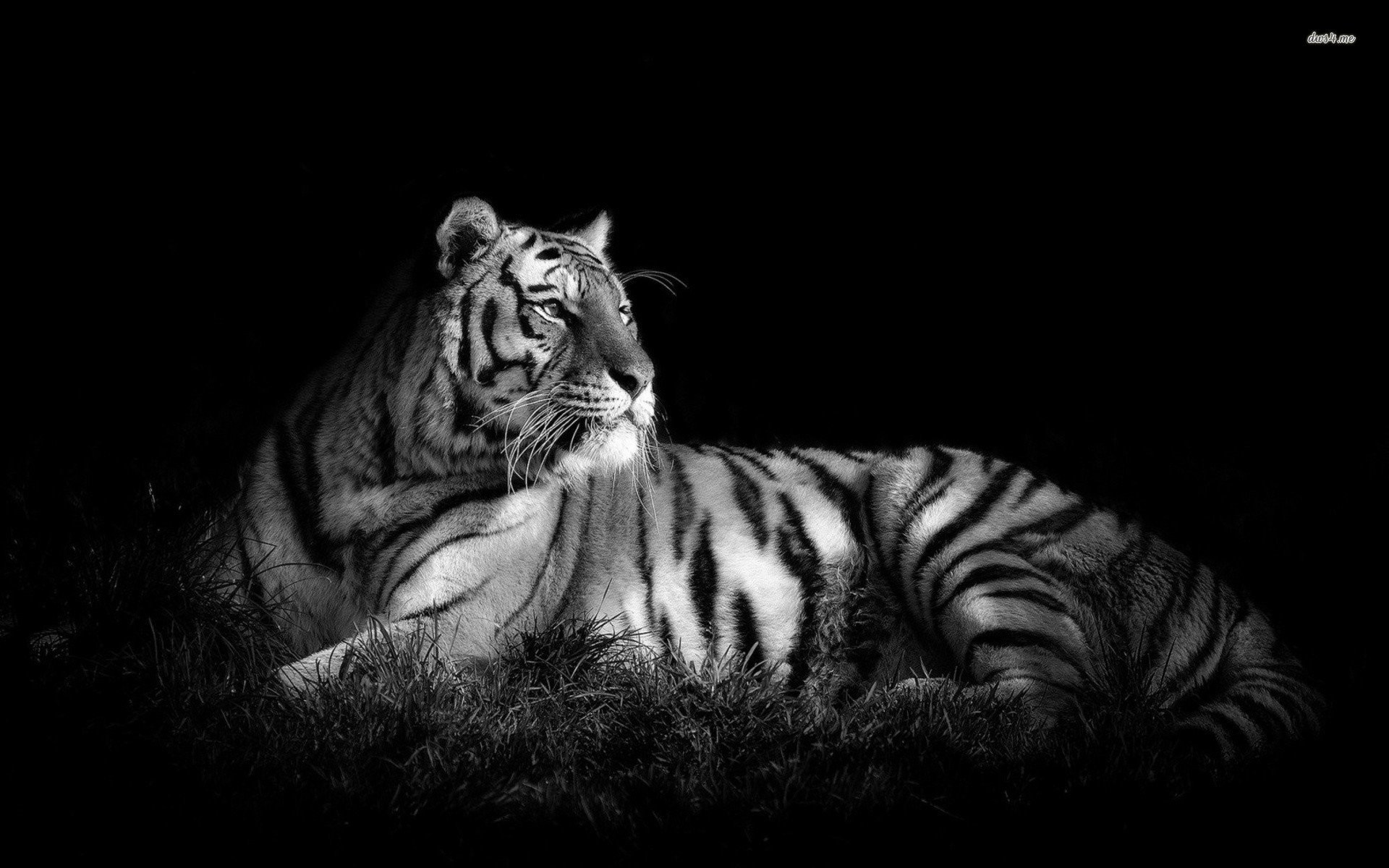 1920x1200 Explore and share Black and White Tiger Wallpaper