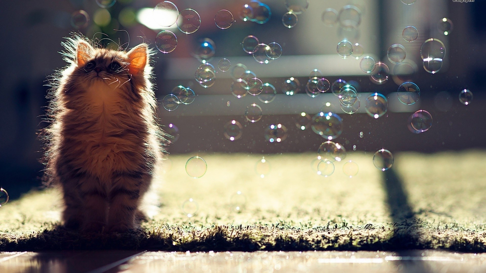 1920x1080 Kitten Bubbles Wallpaper
