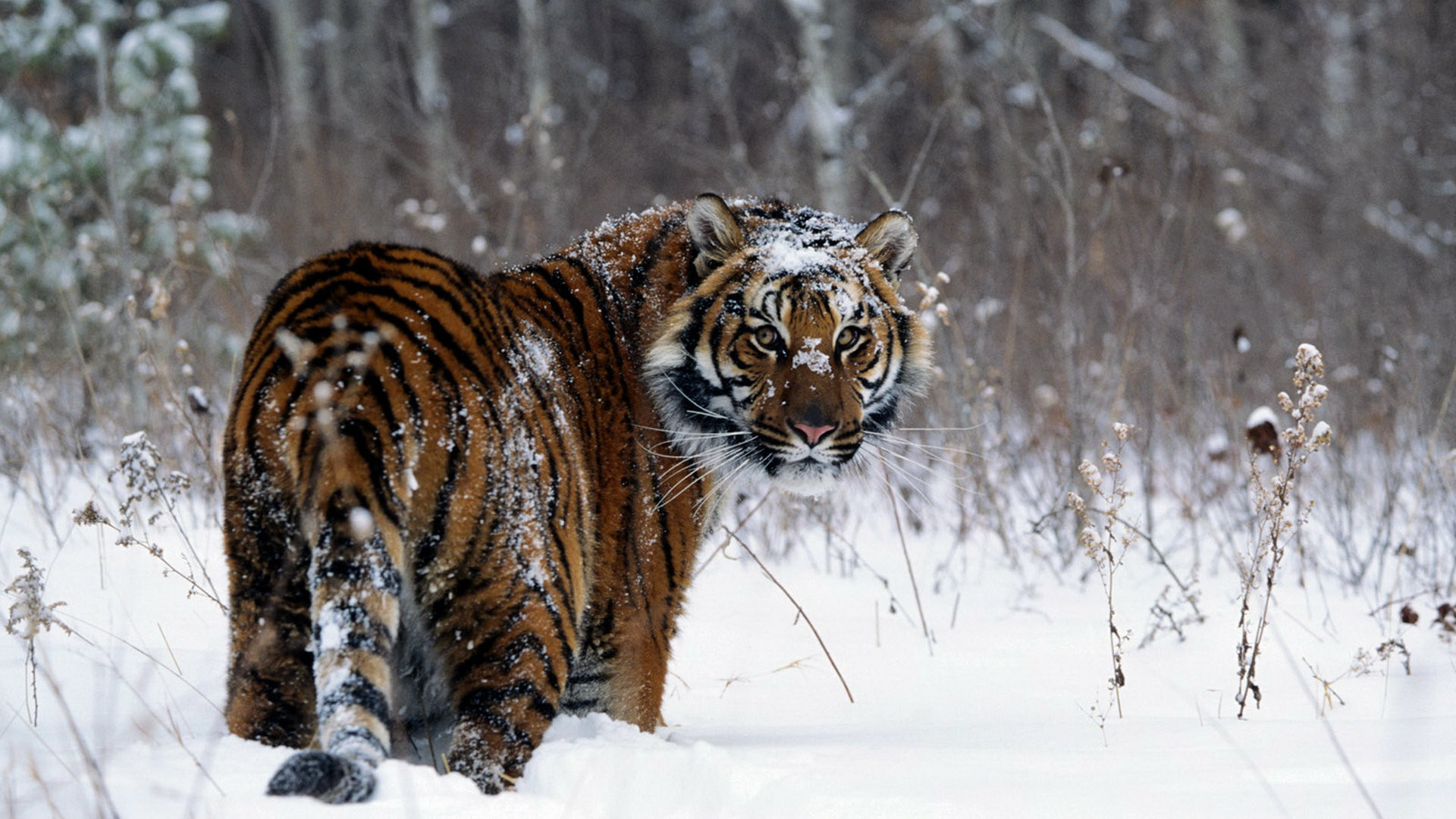 1920x1080 Snowy Tiger Wallpapers
