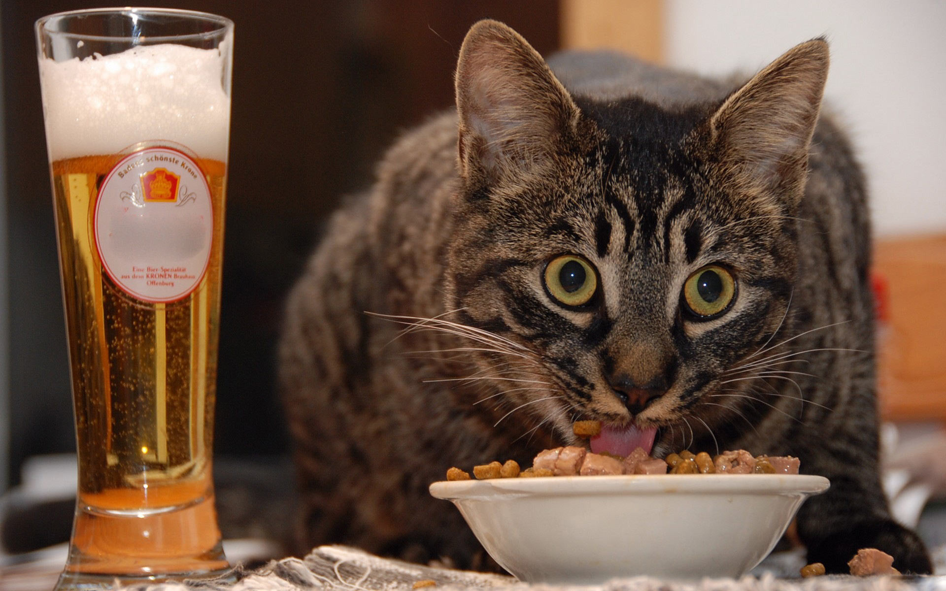 1920x1200 Funny Cat Drinking Wine & Eating Food