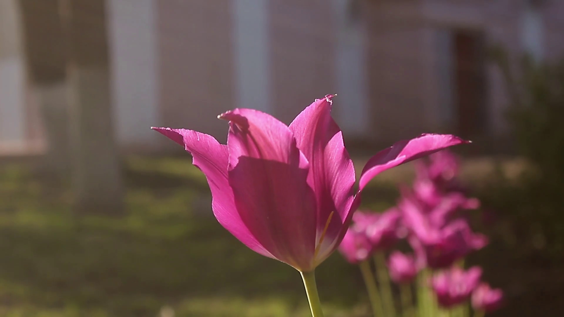 1920x1080 Tulip flower field. Flowers background. Beautiful flowers of tulips. Spring  flowers Stock Video Footage - Storyblocks Video
